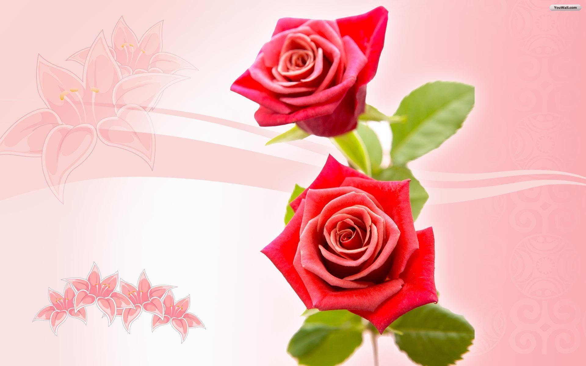 Red Roses Wallpapers