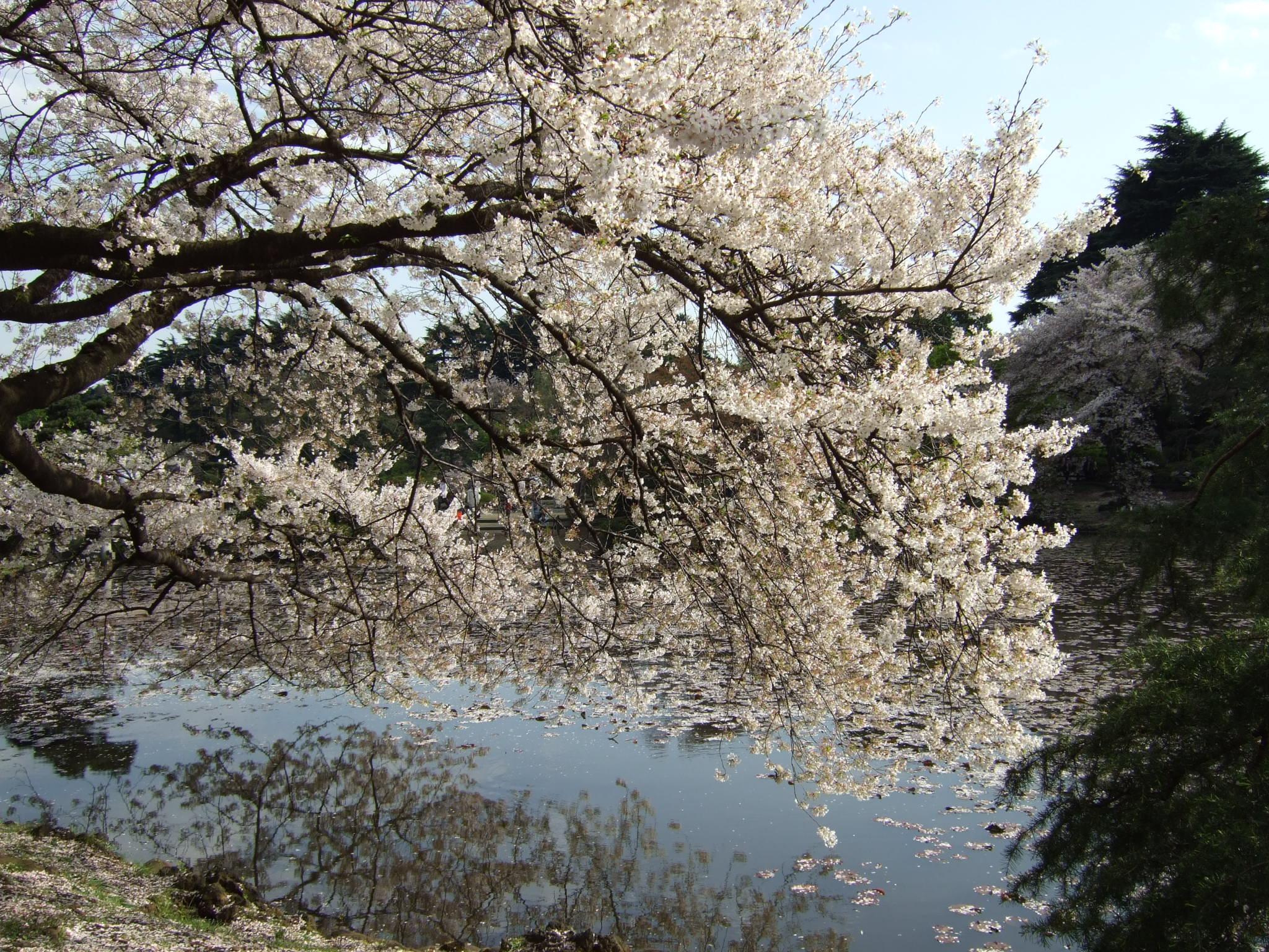 File:Shinjuku gyoen sakura 2007