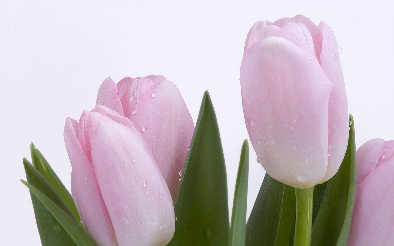 Tulip Flower Desktop Wallpapers