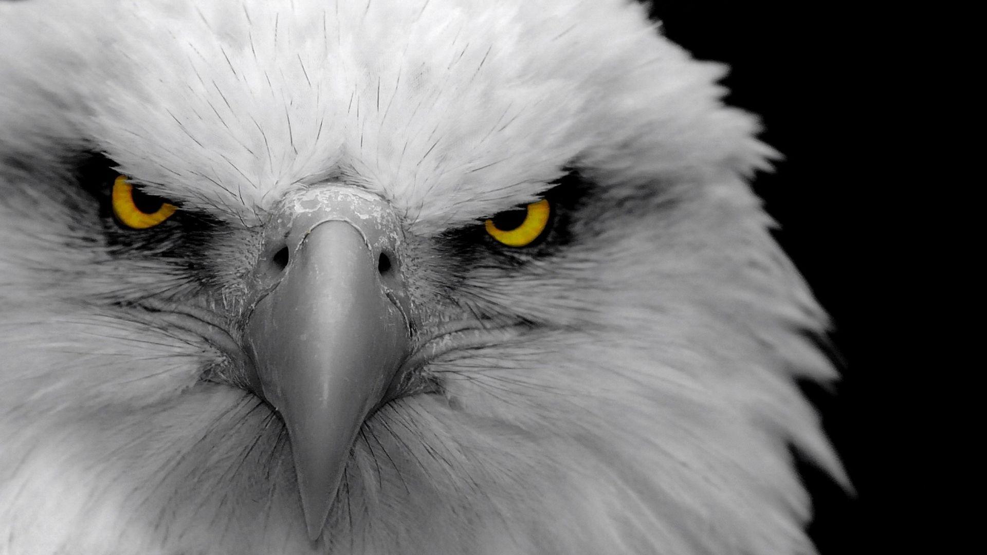 Full HD 1080p Eagle Wallpapers HD, Desktop Backgrounds