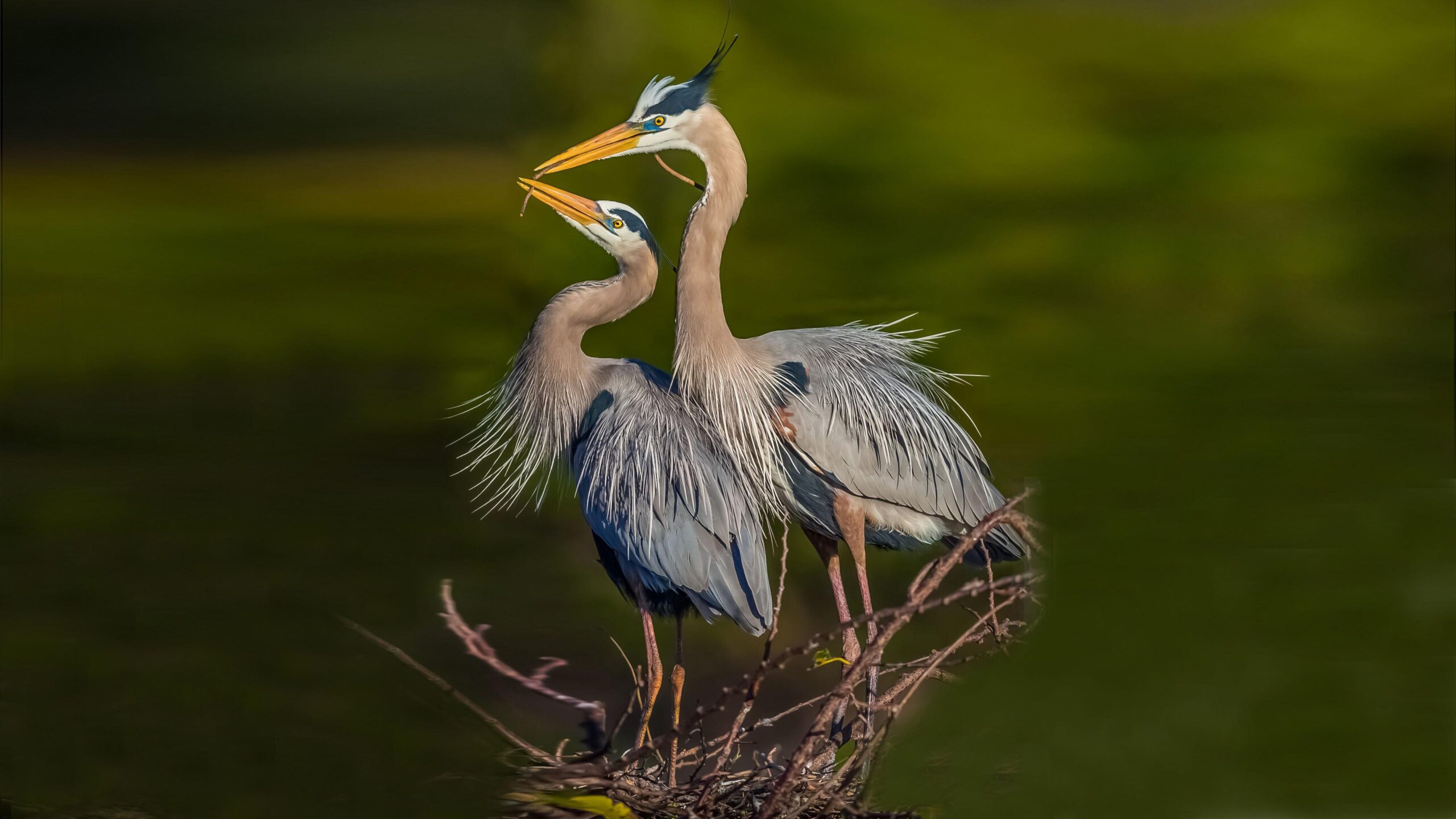 Blue Herons 4k Ultra HD Wallpapers