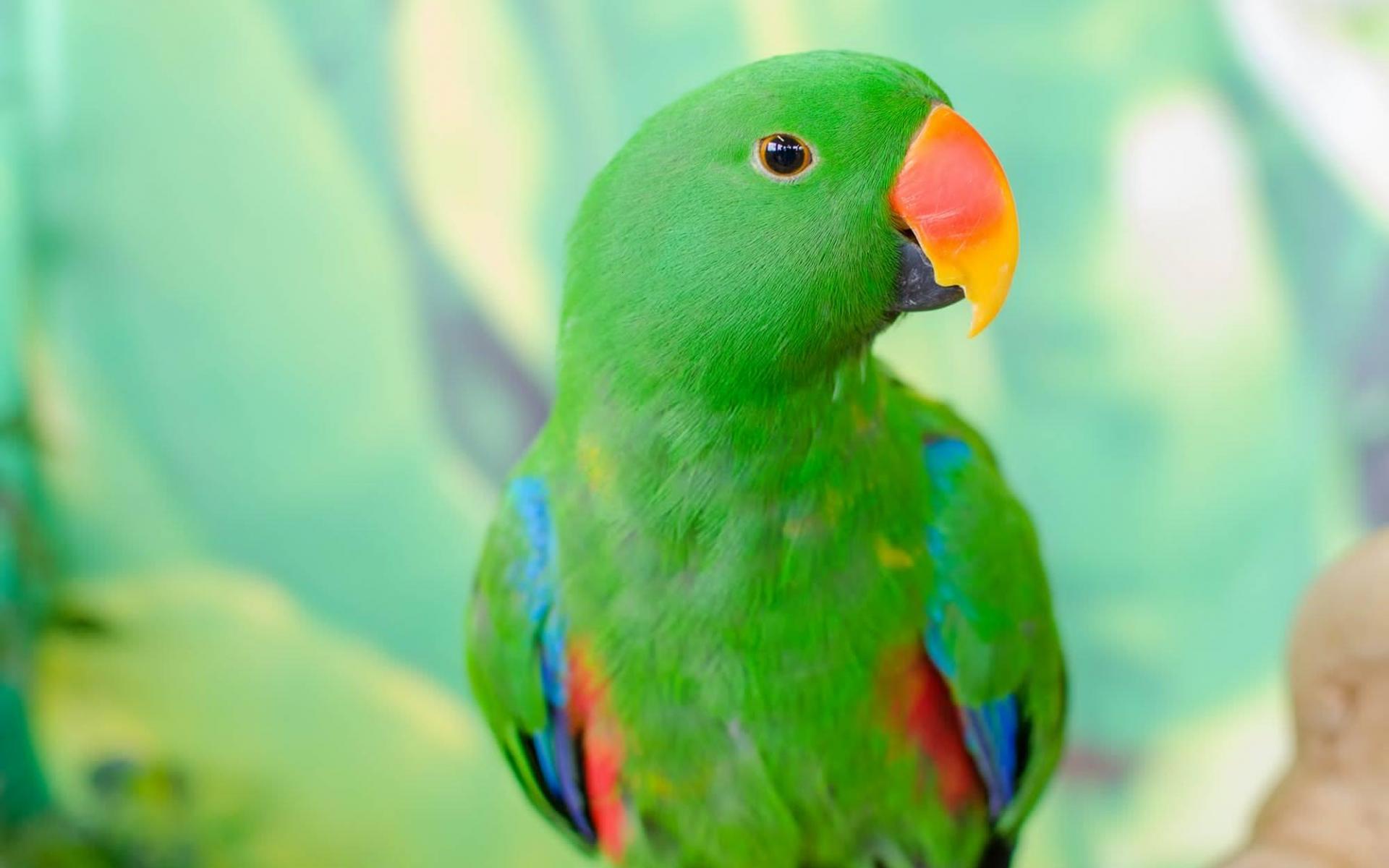 Parrot Wallpapers 12