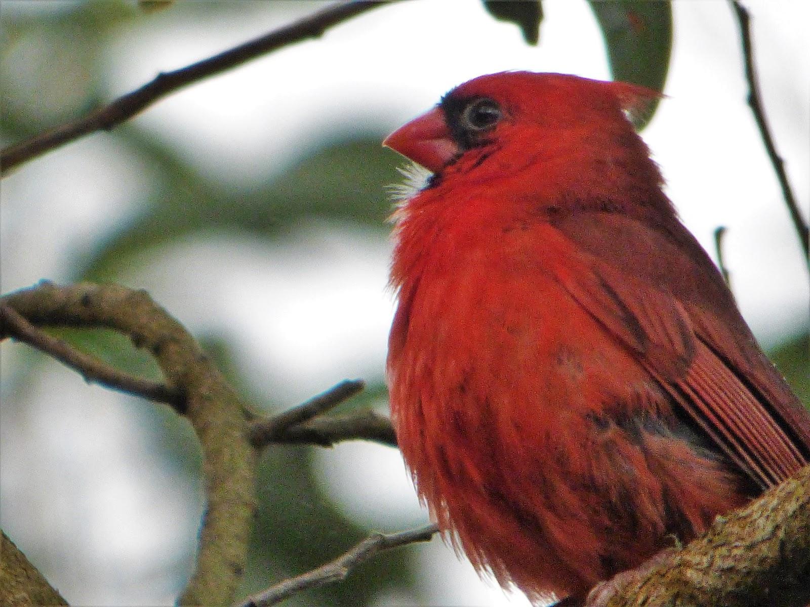 Geotripper’s California Birds: A Northern Cardinal…in Hawai’i? The