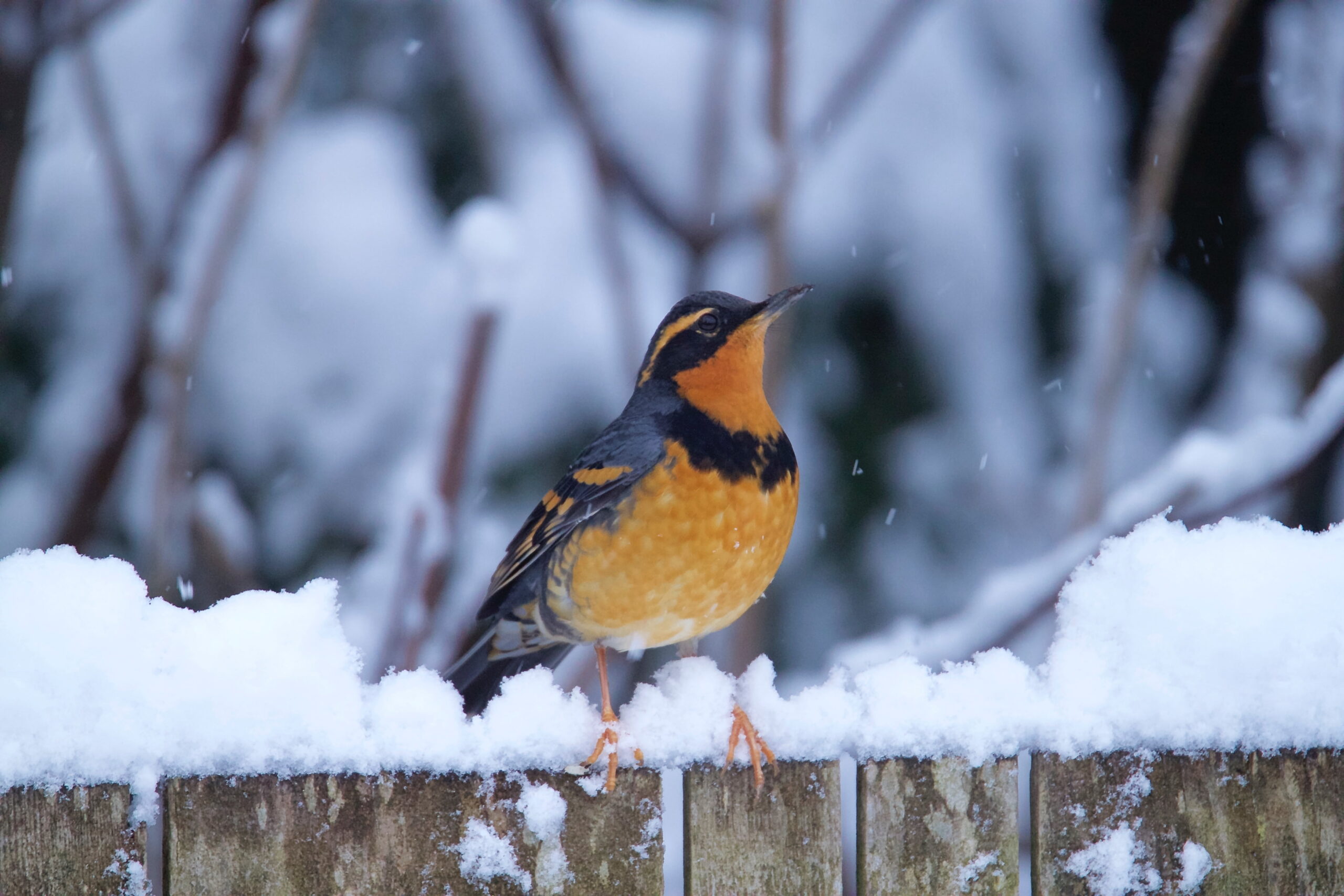 Brown and black bird, thrush HD wallpapers