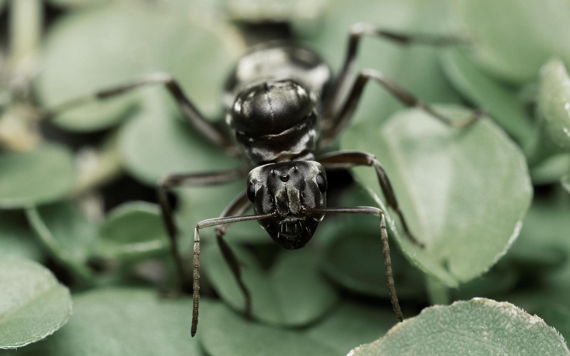 Black carpenter ant, ants, nature, insect, macro HD