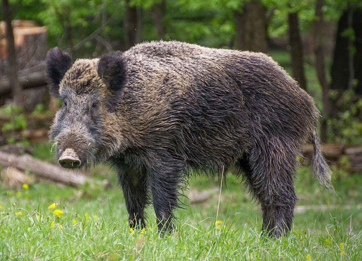 Wild boar