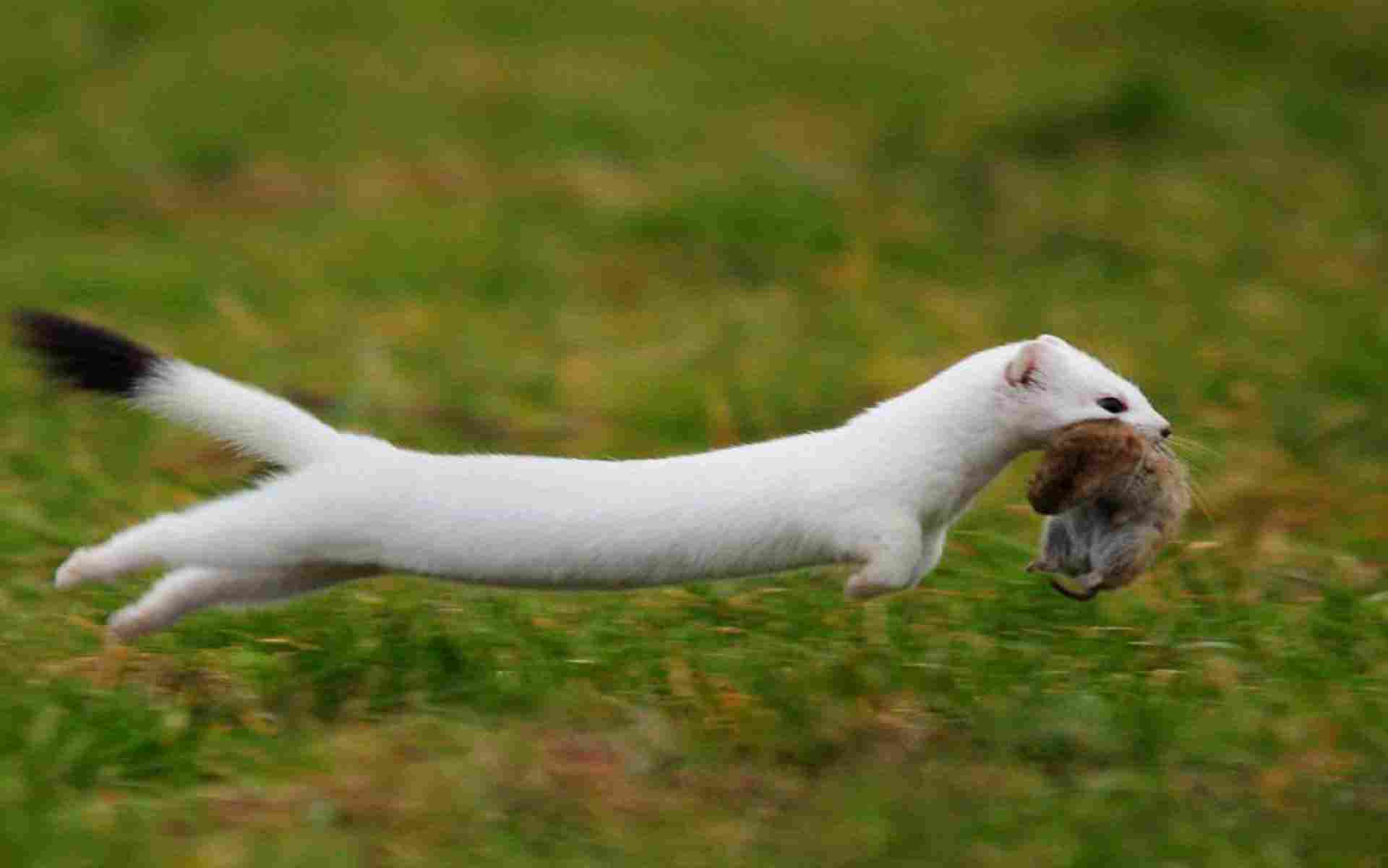 Weasel HD Wallpapers