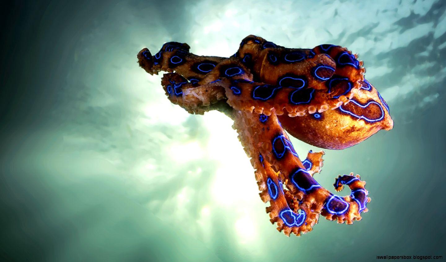 Octopus Wallpapers 6