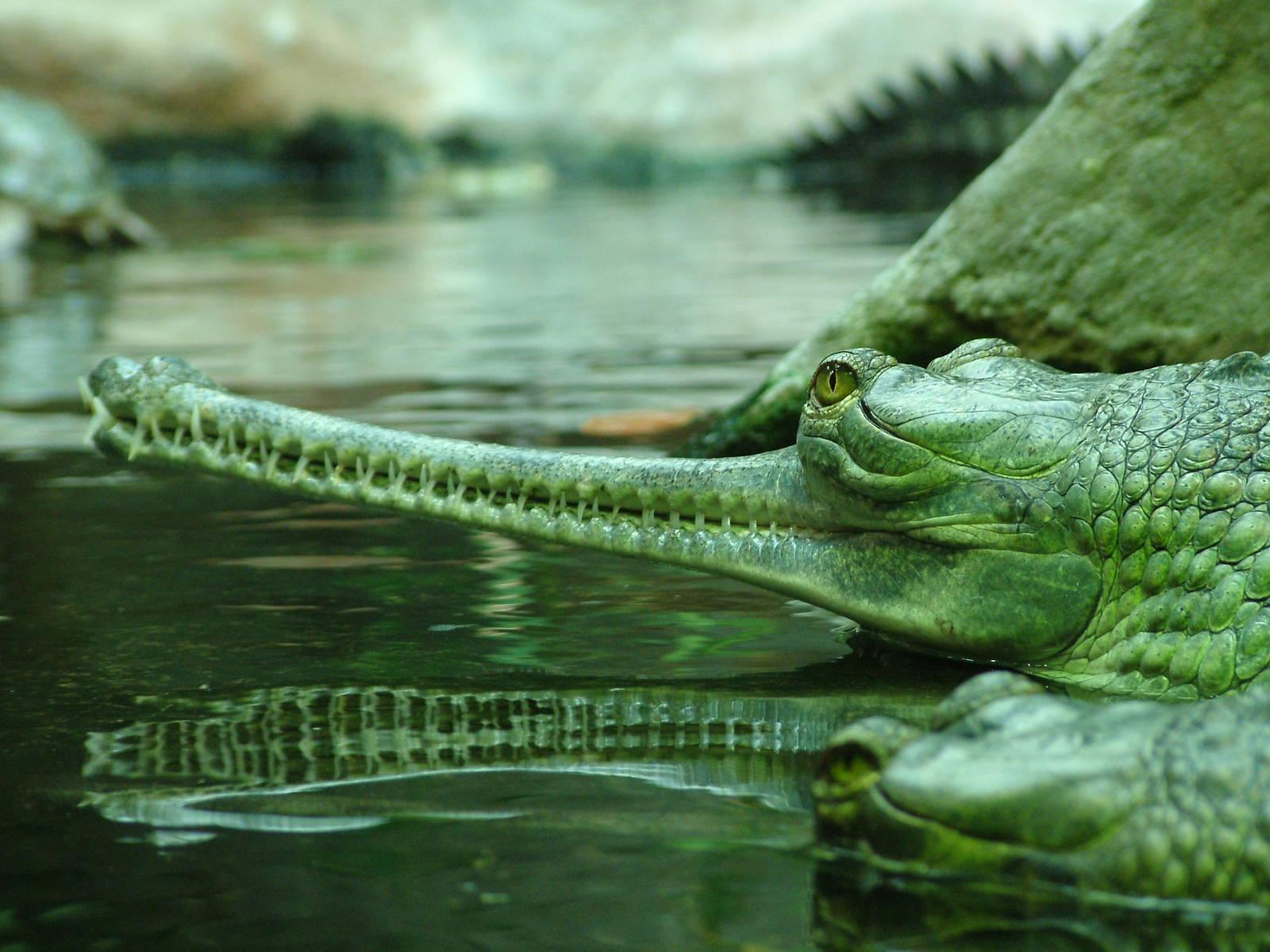 Indian Gharial at Prague, 24/05/10