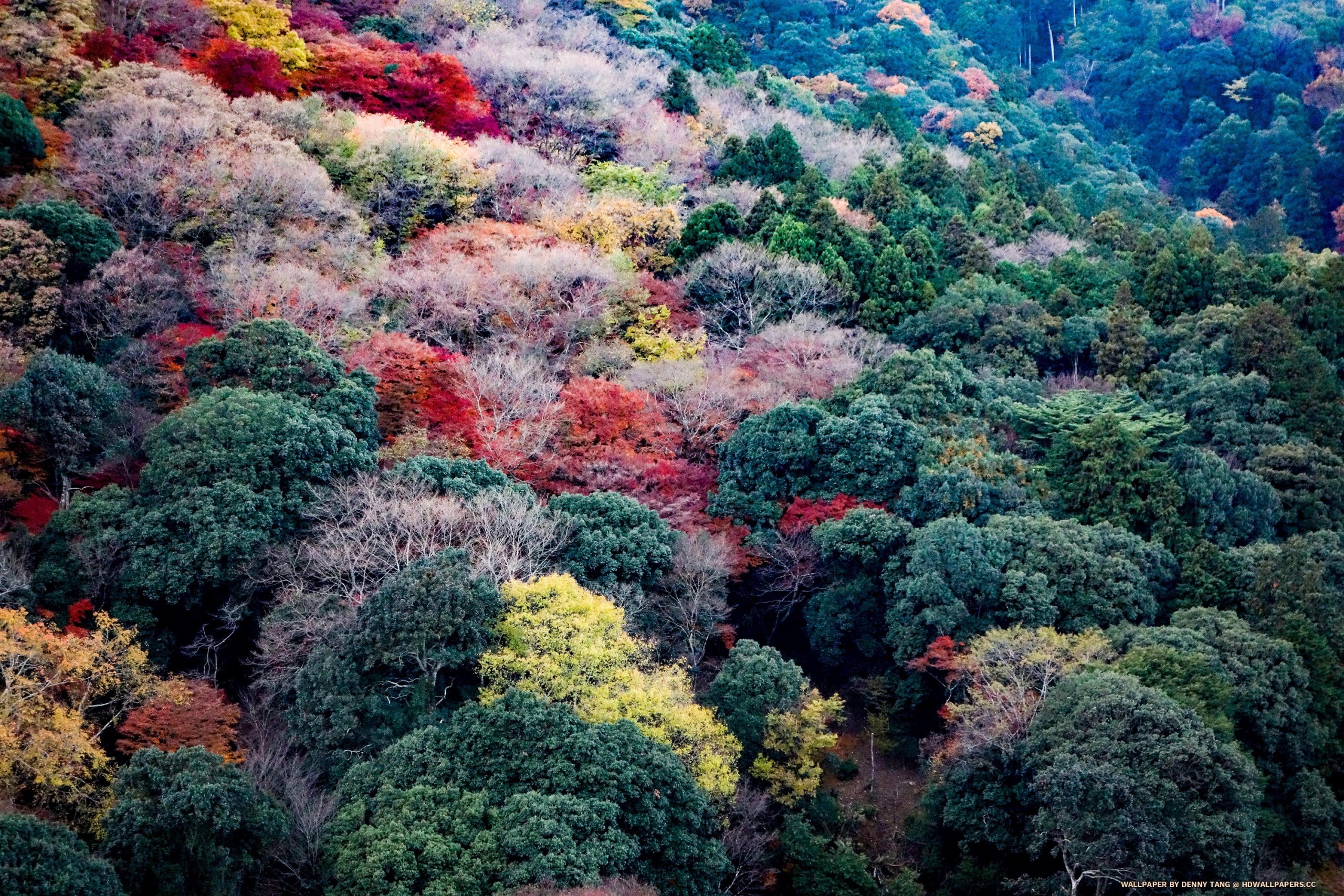 Colorful Arashiyama Mountains in Fall