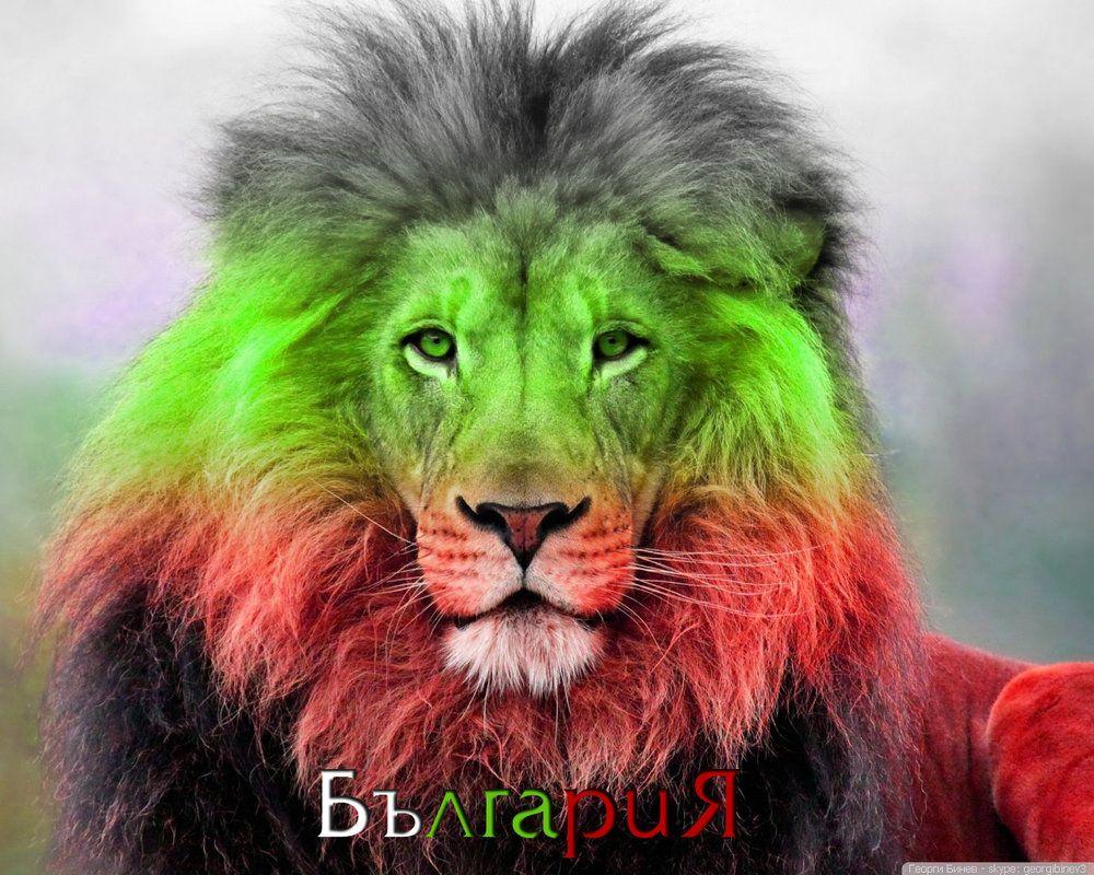 Bulgarian Lion 5