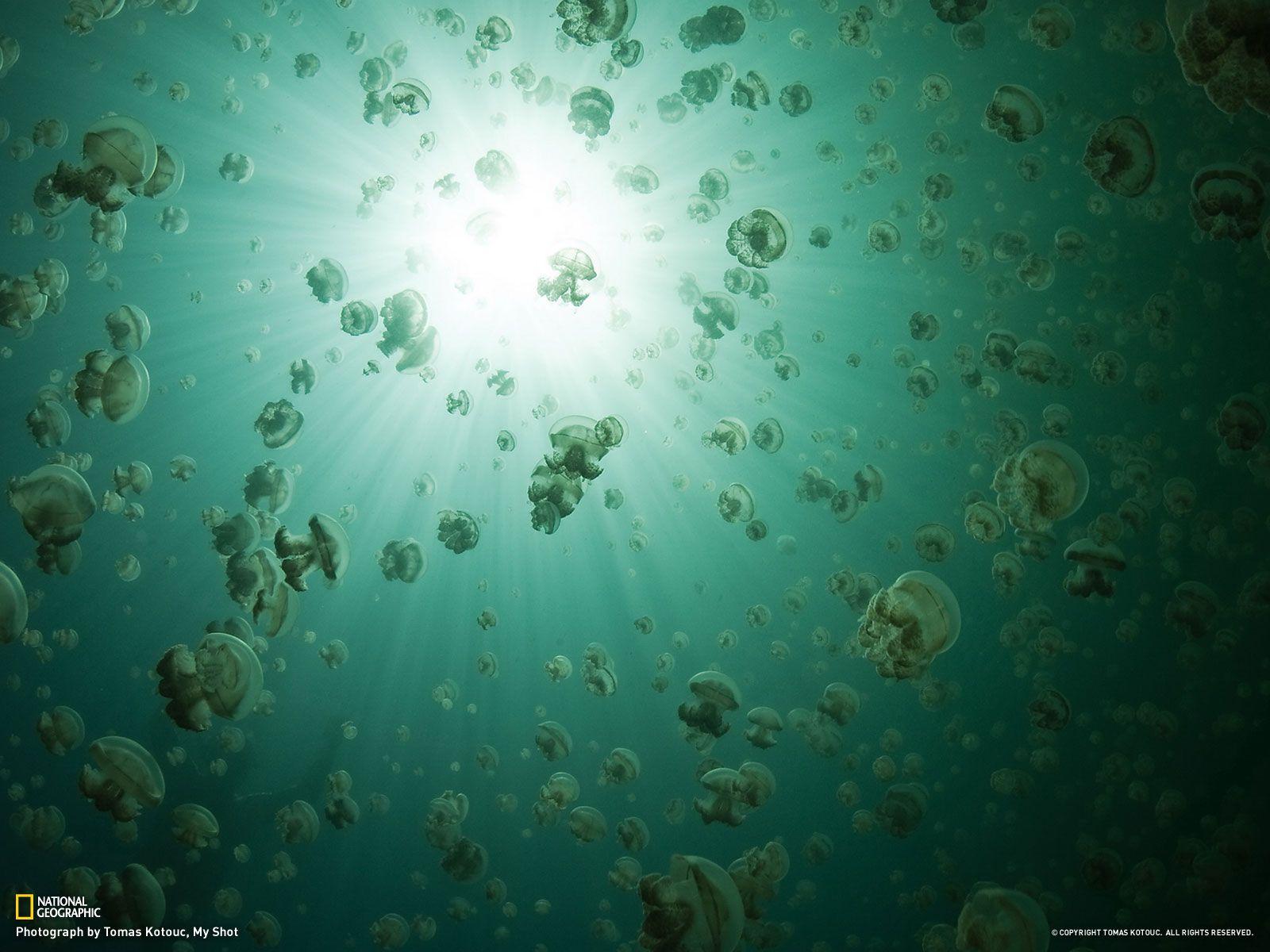 Jellyfish Lake, Palau