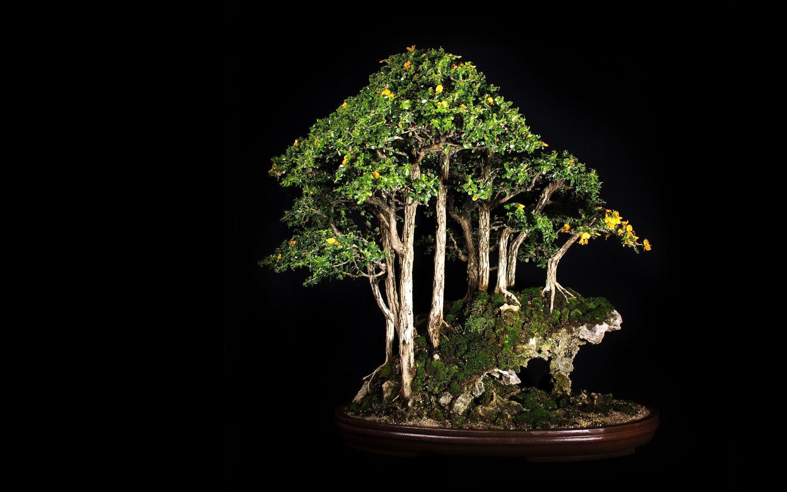 Tree Bonsai Tree Black leaves d wallpapers