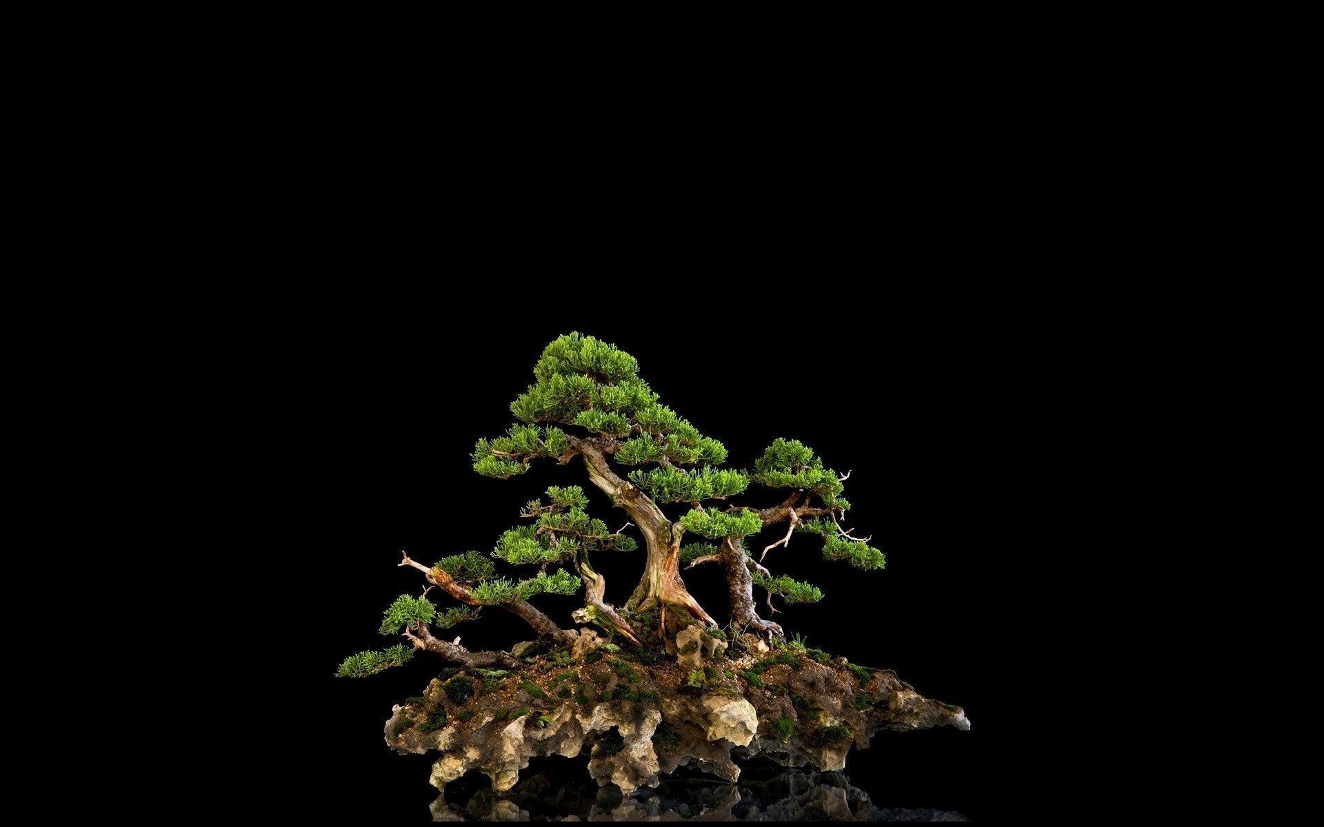 Beautiful Bonsai Tree HD Wallpapers