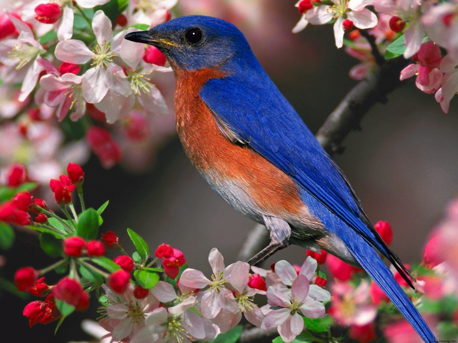 Blue Bird HD Wallpapers