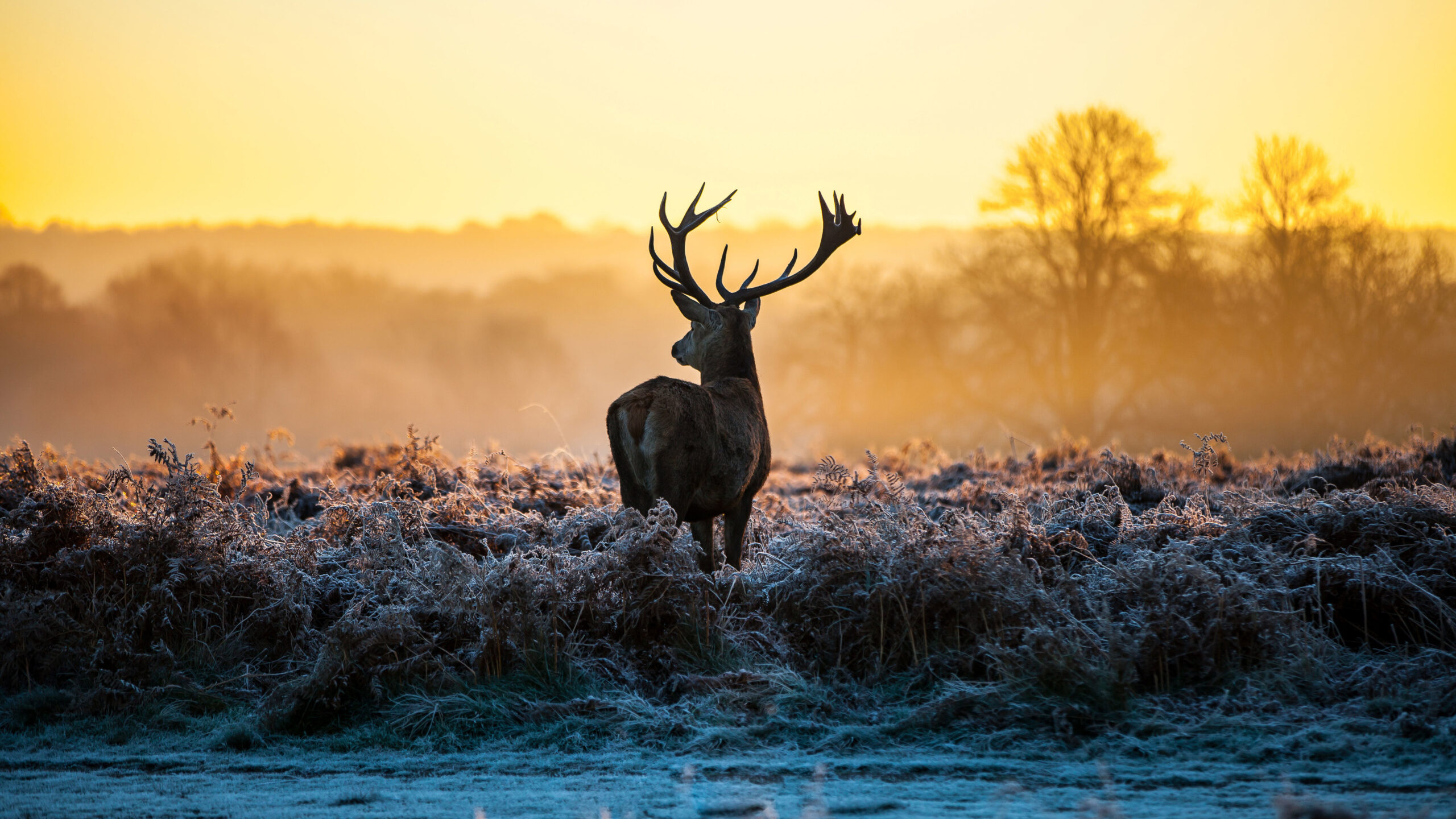 Wallpapers 4k Deer Forest Nature 4k 4k