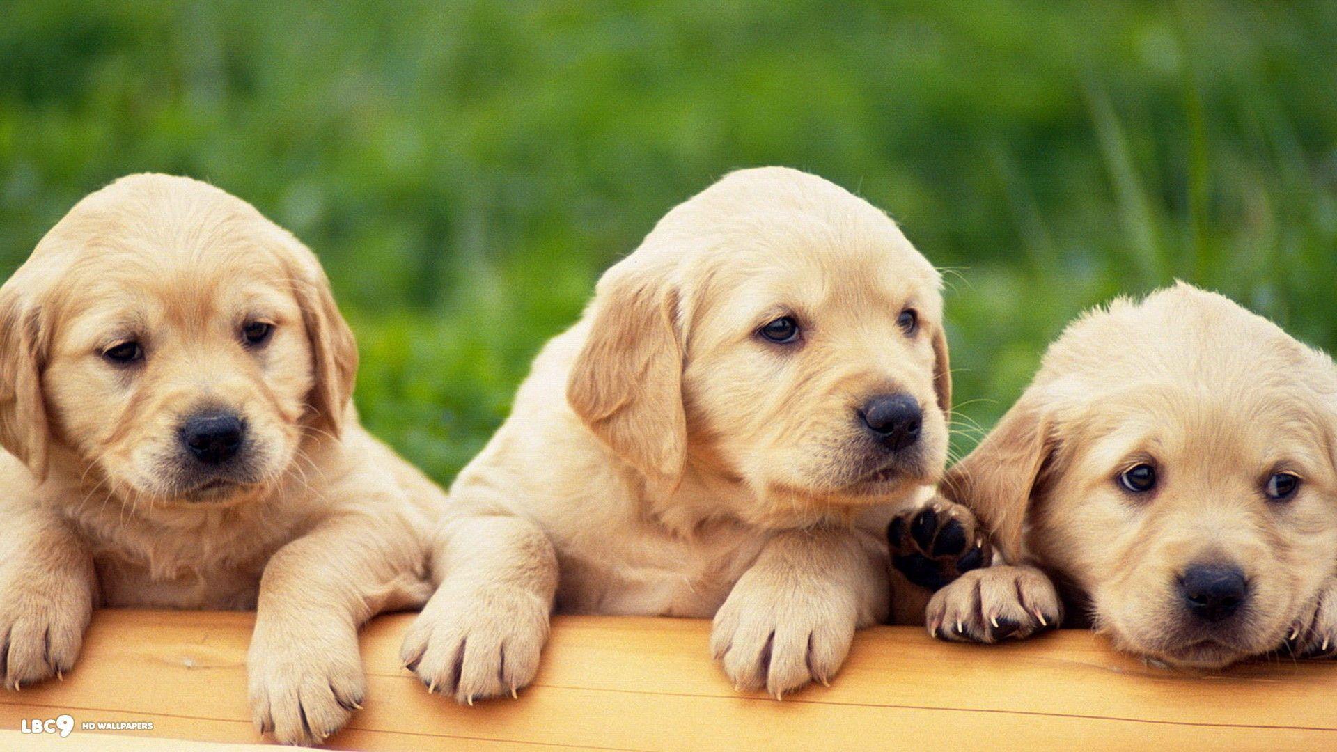 Labrador Wallpapers