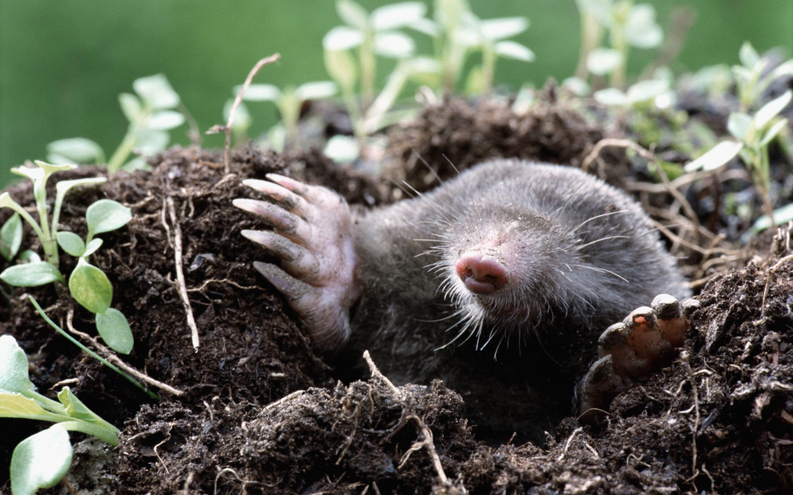 Mole HD Wallpapers