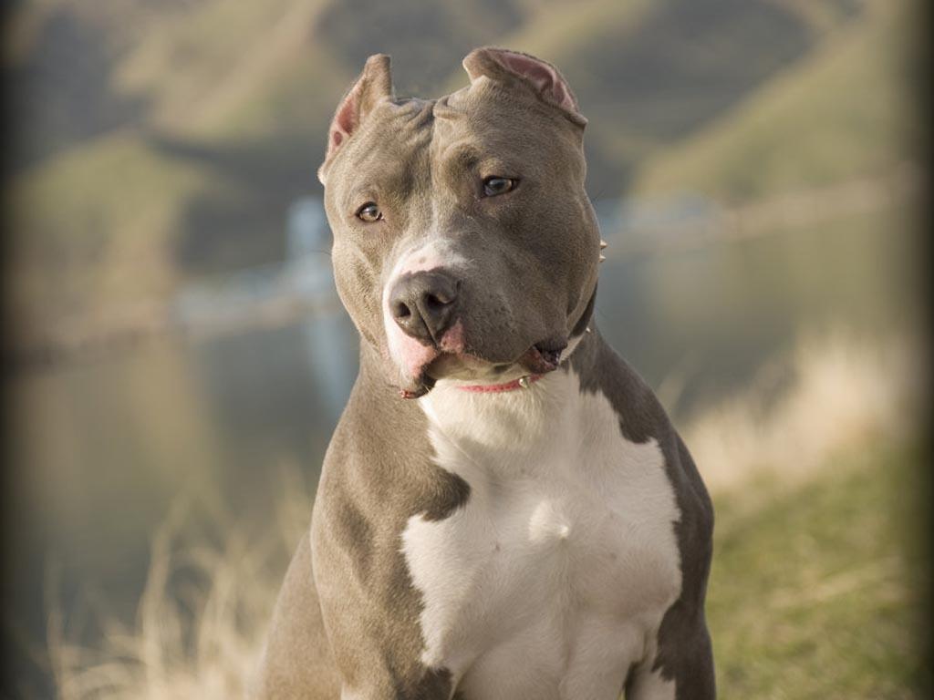 Pit Bull Dog HD Wallpapers