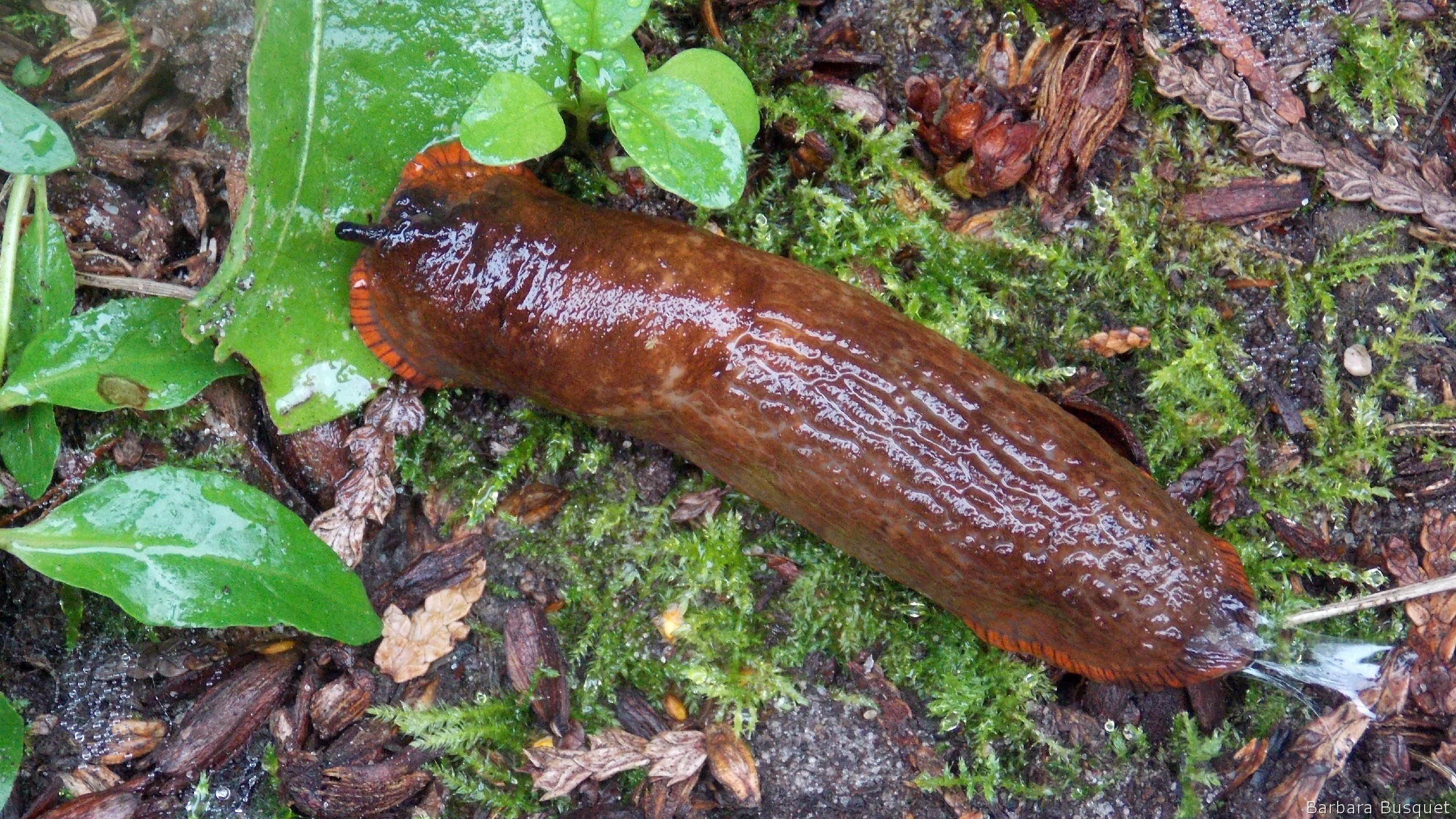 Red slug in autumn