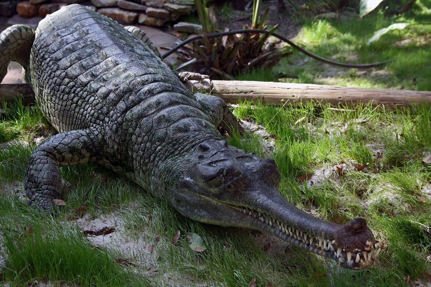 The Gharial. The quirky, derpy, cool cousin of the Alligator