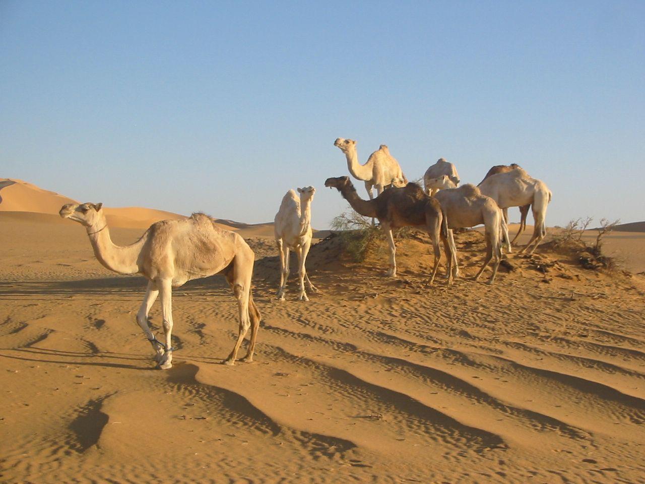 Sahara+Desert+Animals+and+Plants