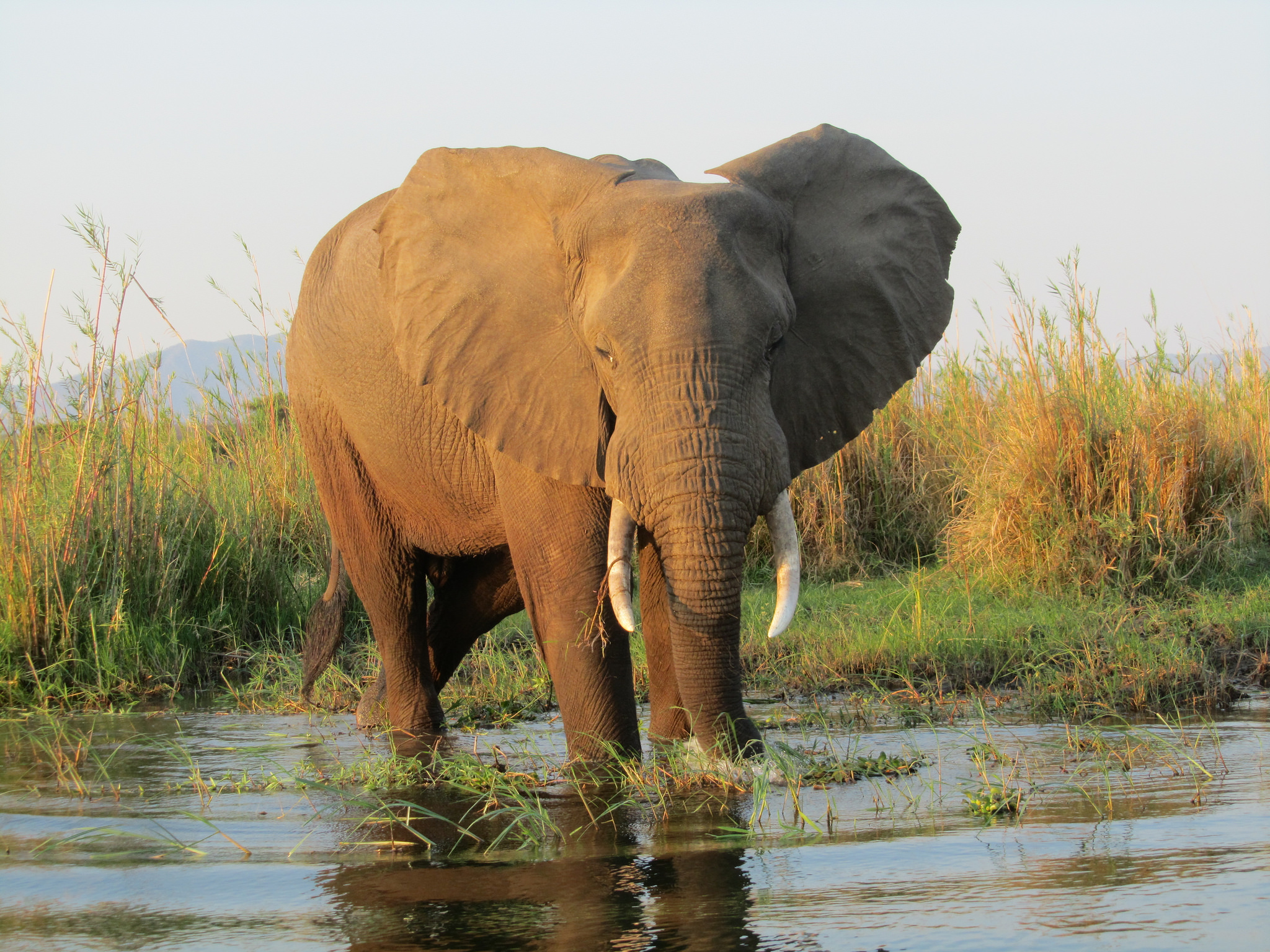 Zambia, Lower Zambezi National Park