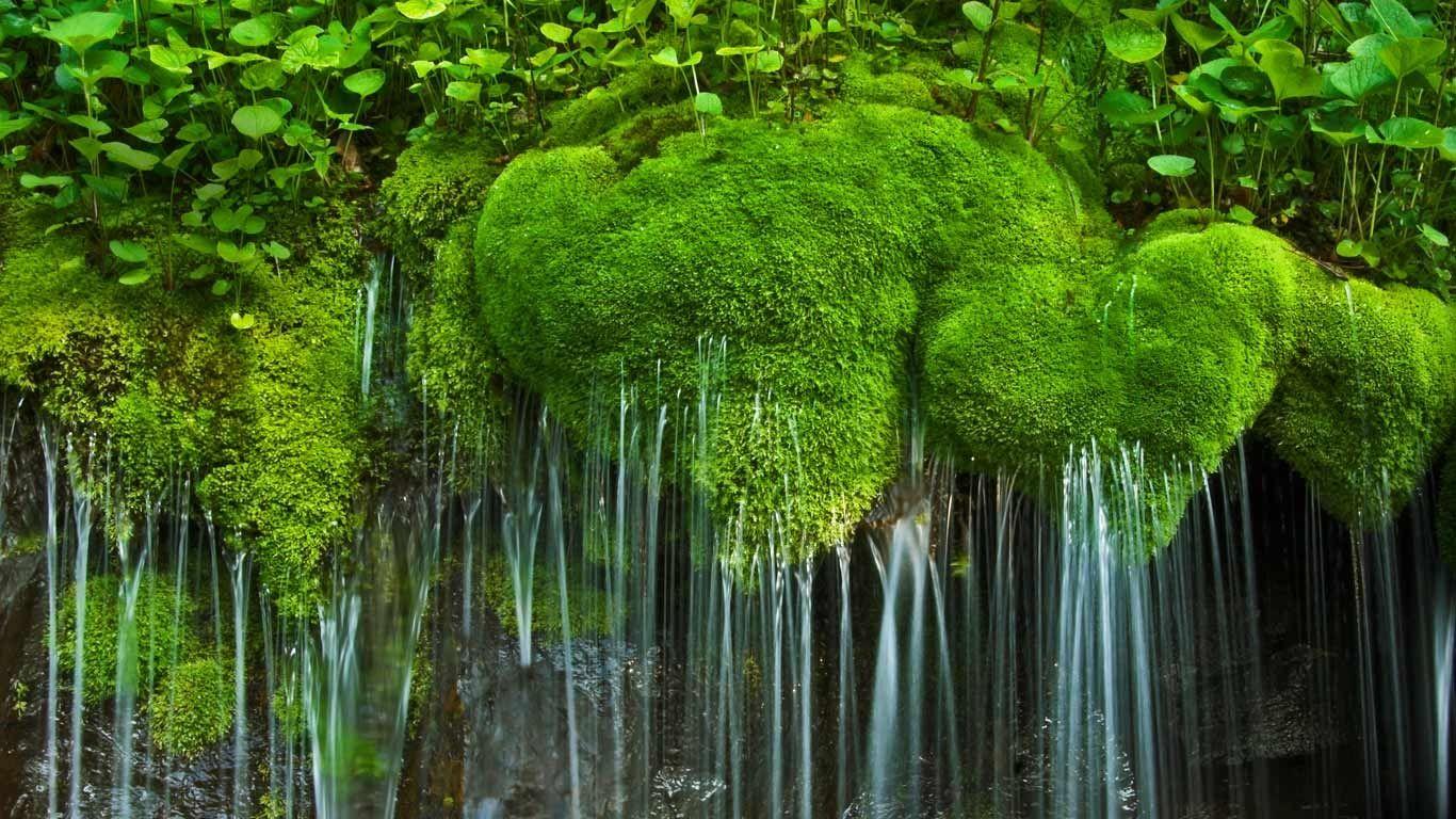 Waterfall and moss, Shenandoah National Park, Virginia