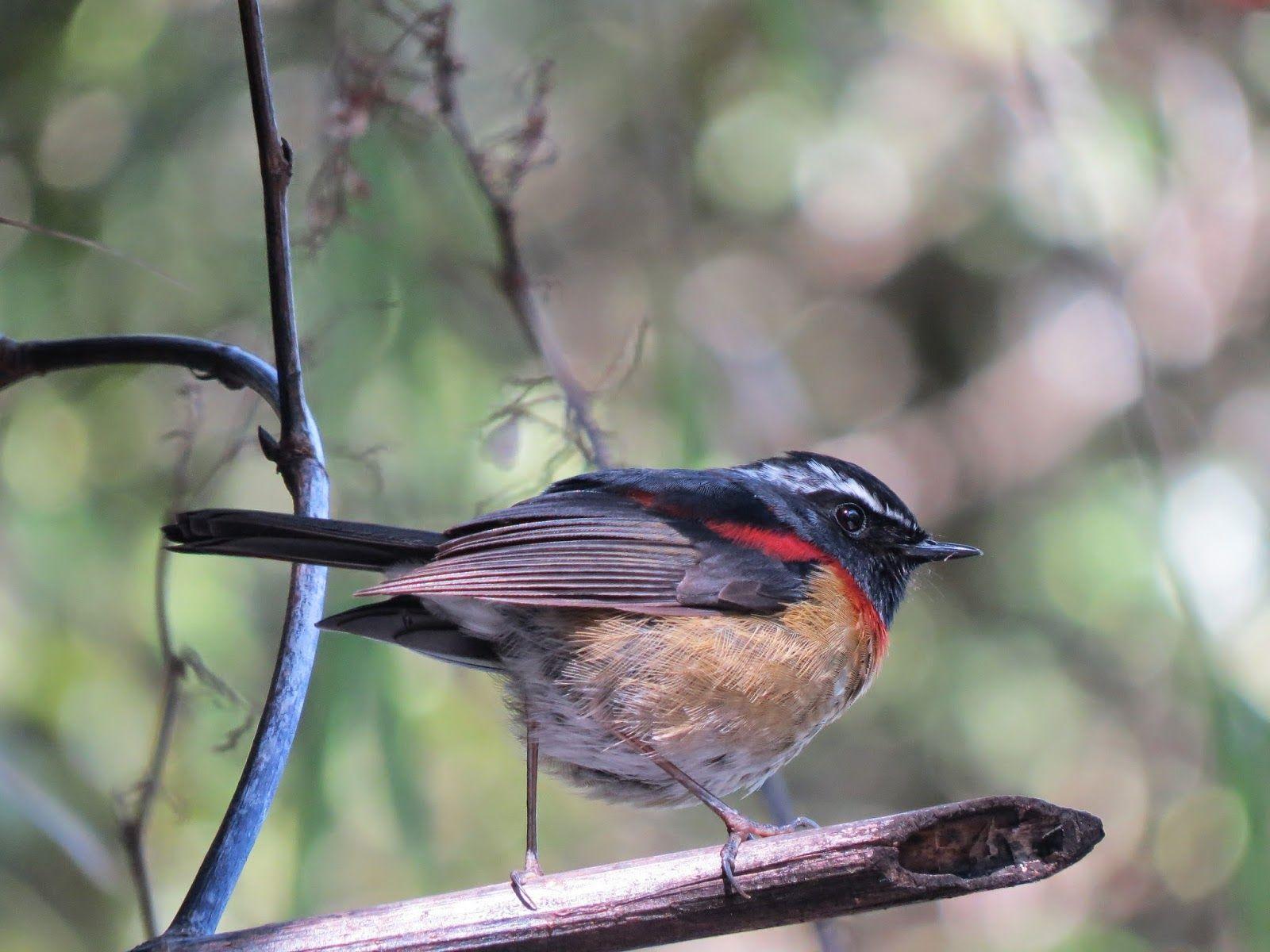 アリサンヒタキ Collared Bush Robin, Johnstone’s Robin