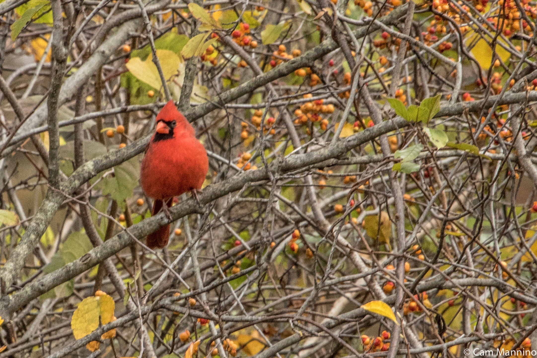 Cranberry Lake Park: Prepping for Winter, Sowing for Spring