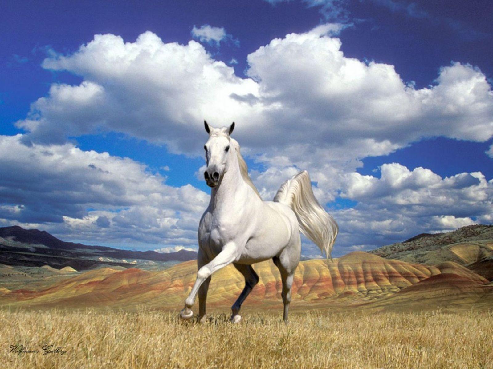 Appaloosa Horse Wallpapers