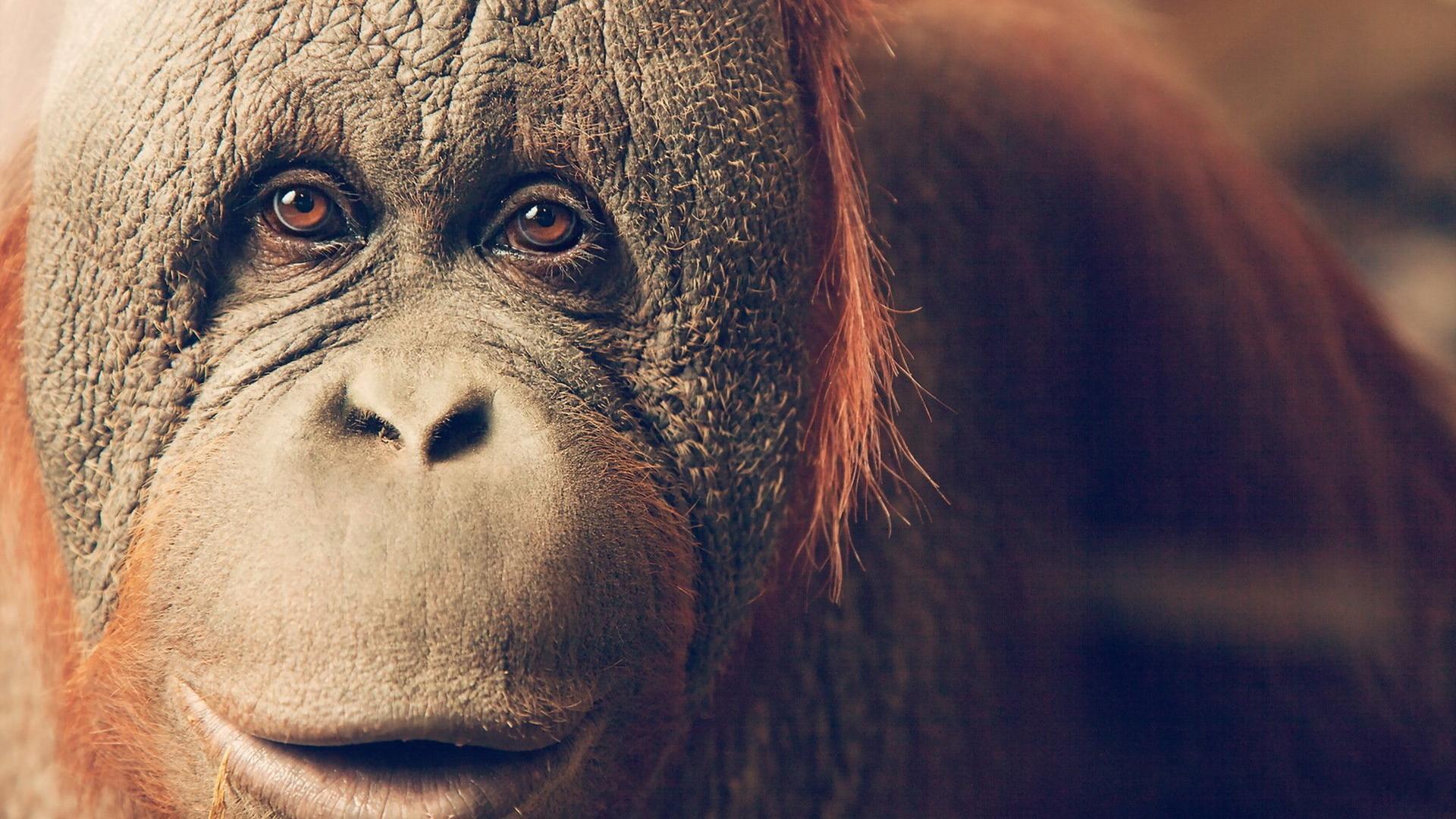 Orangutan Wallpapers 28