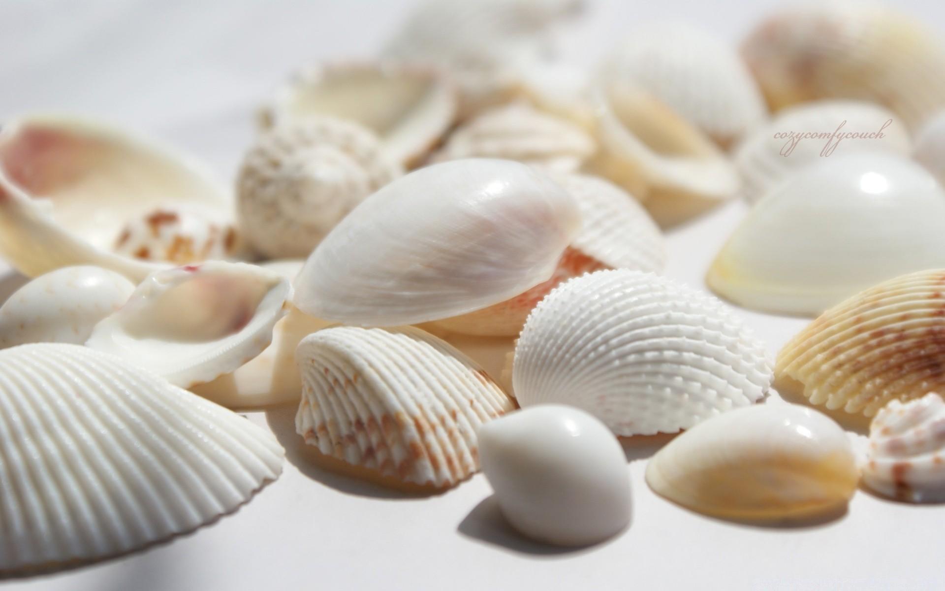 Seashells