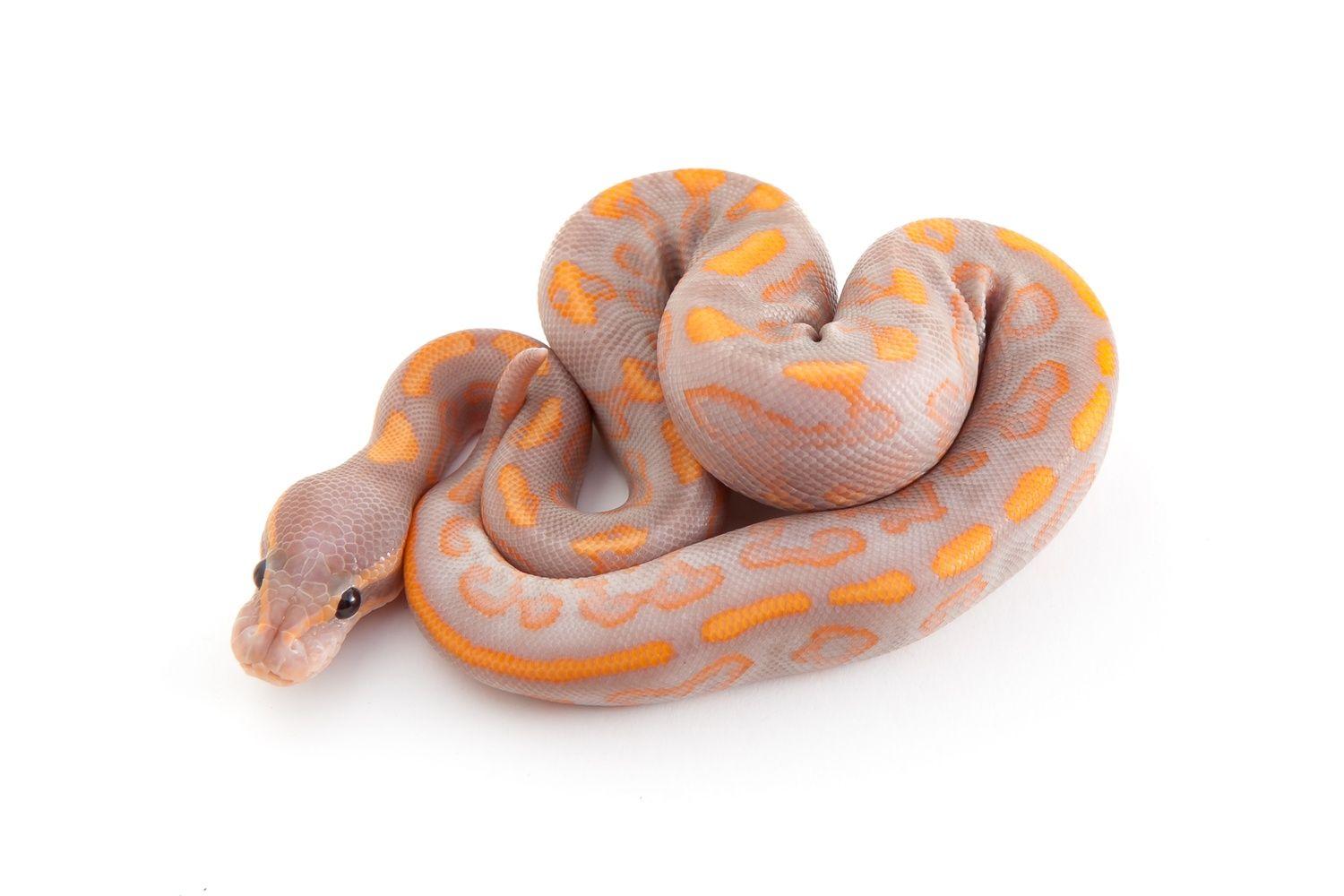 Banana Black Pastel Yellowbelly Ball Python by Outback