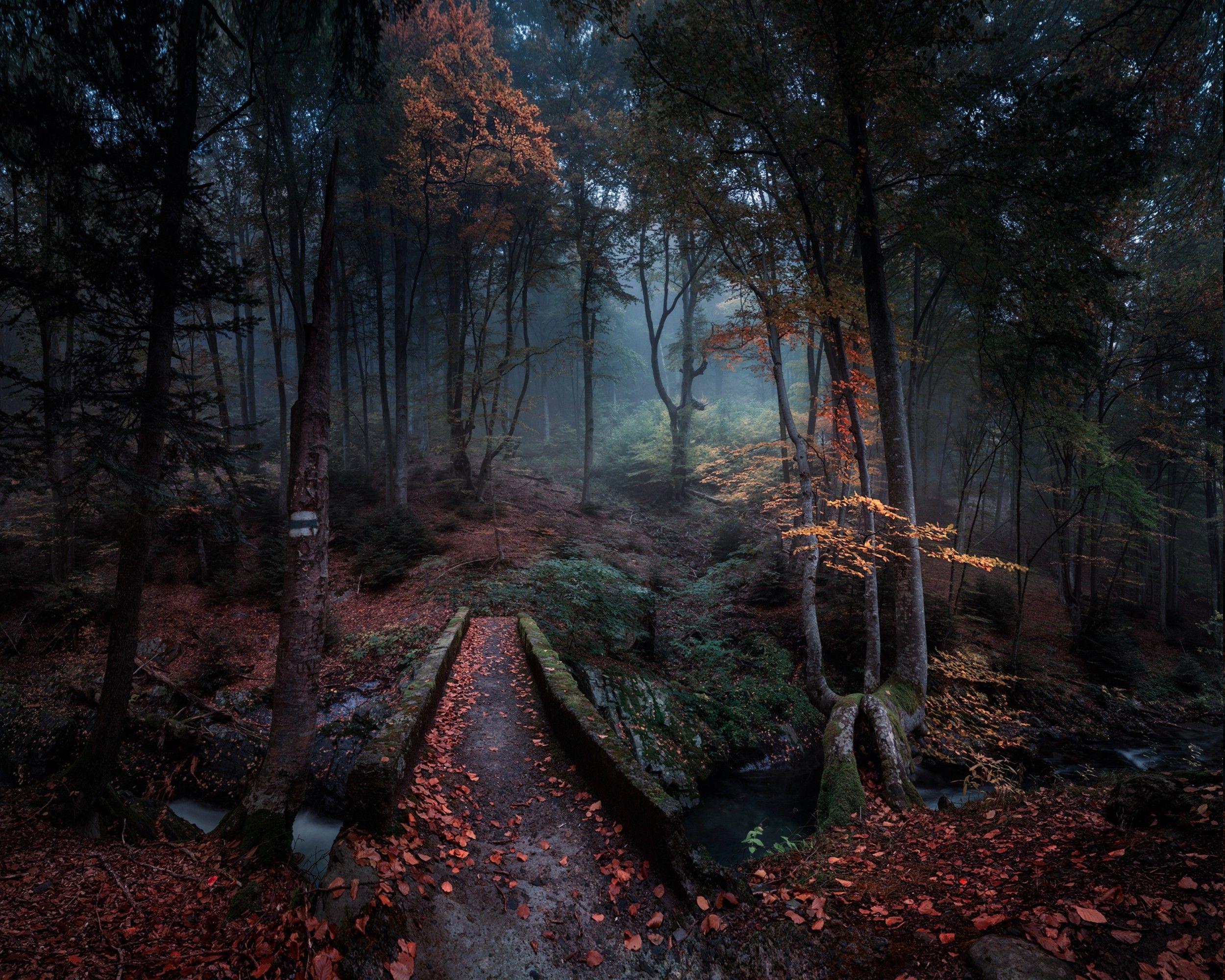 nature, Landscape, Forest, Path, Fall, Leaves, Bulgaria, Trees