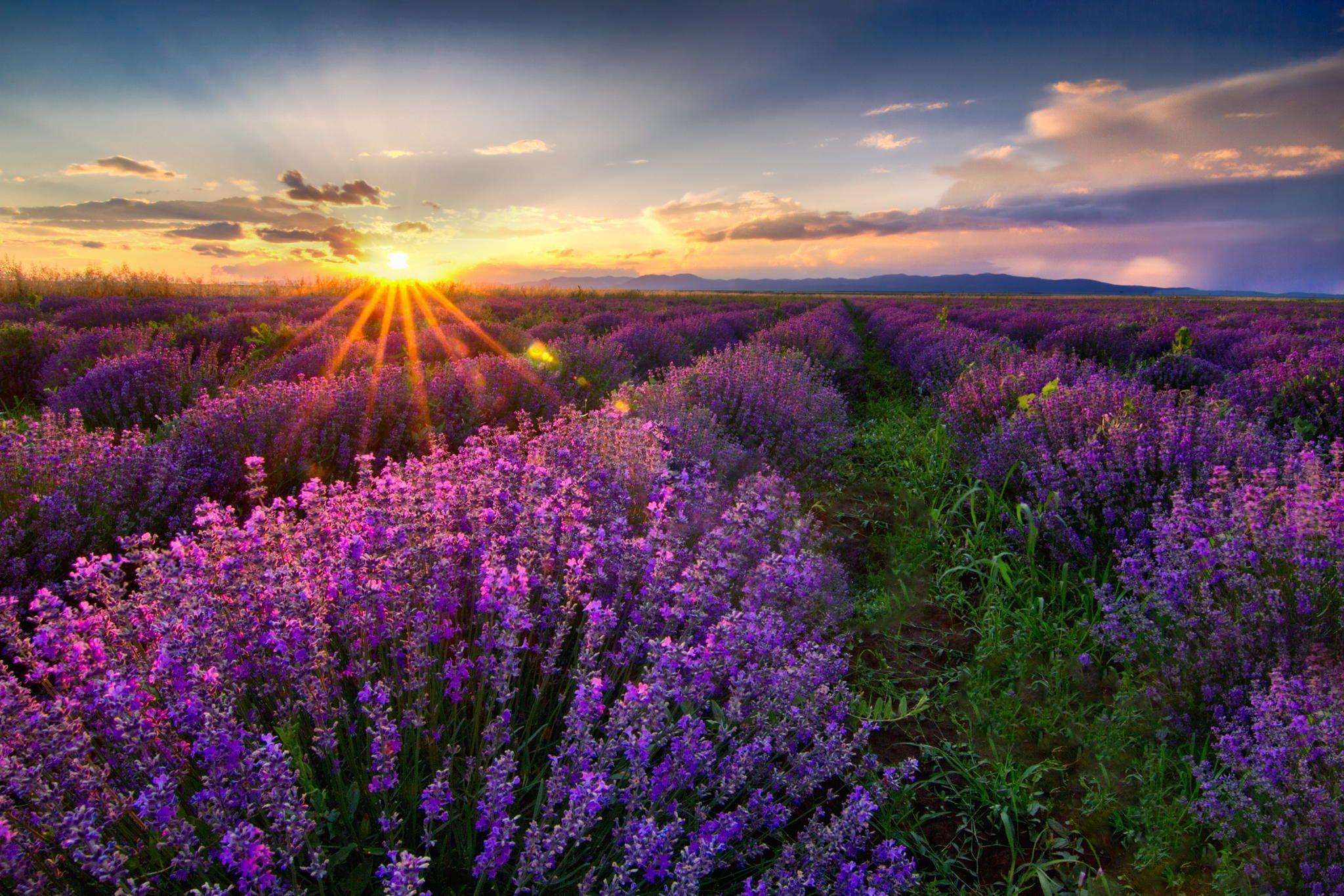 green, clouds, spring, field, purple, beautiful, mountains, sunset