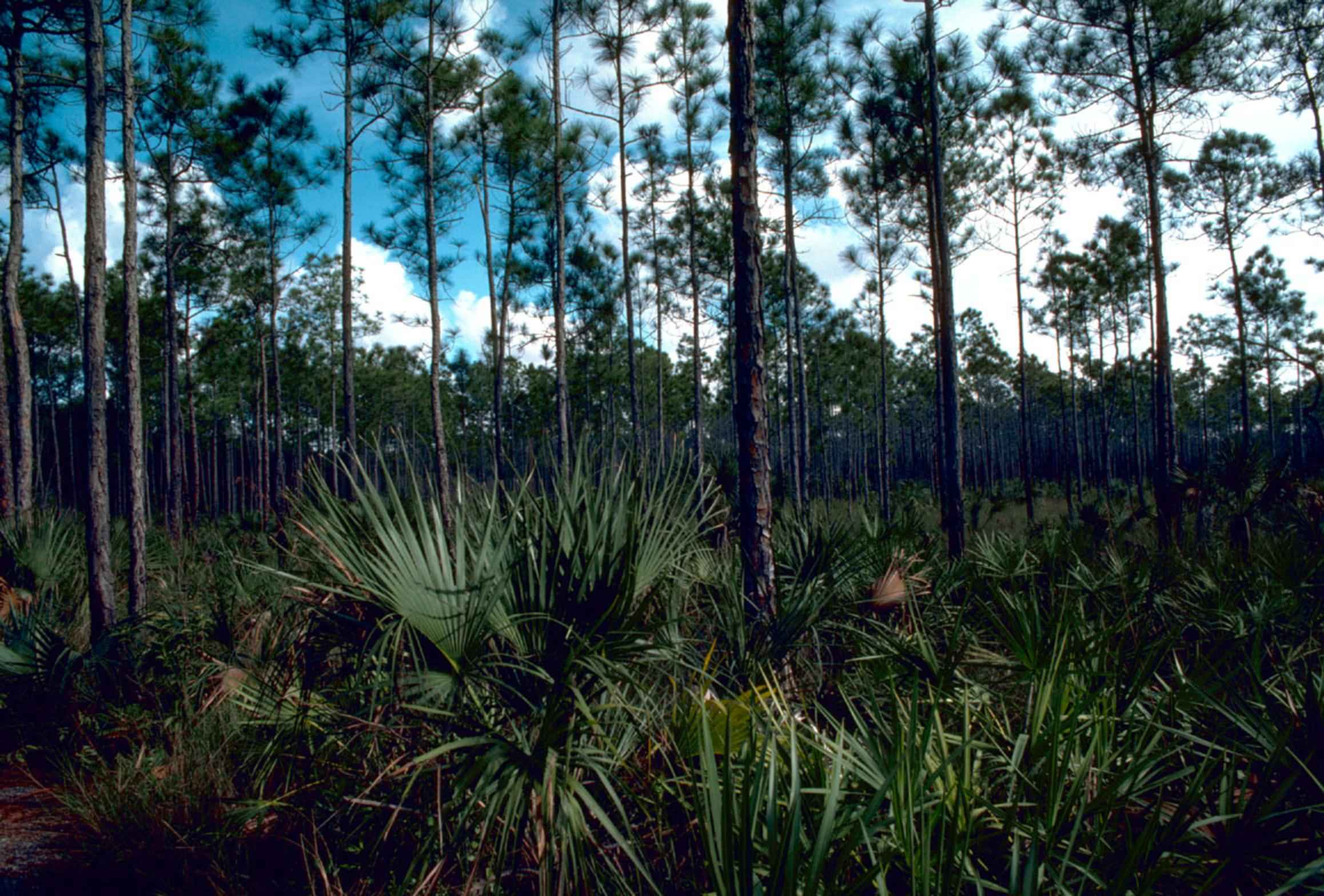 File:Everglades national park