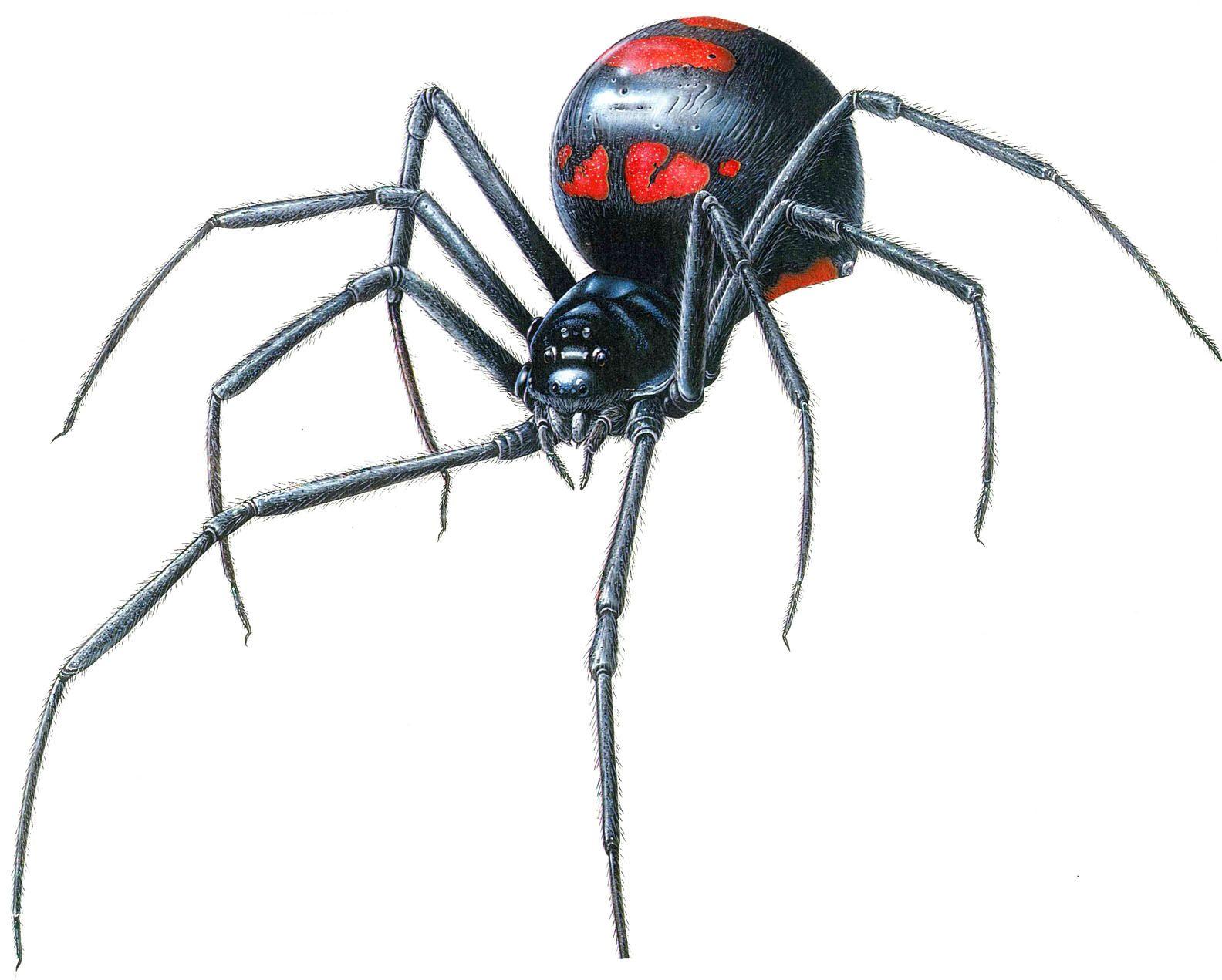 Black Widow Spider