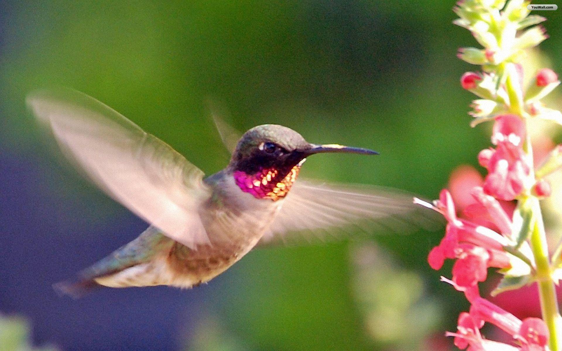 Wallpapers For > Hummingbird Wallpapers