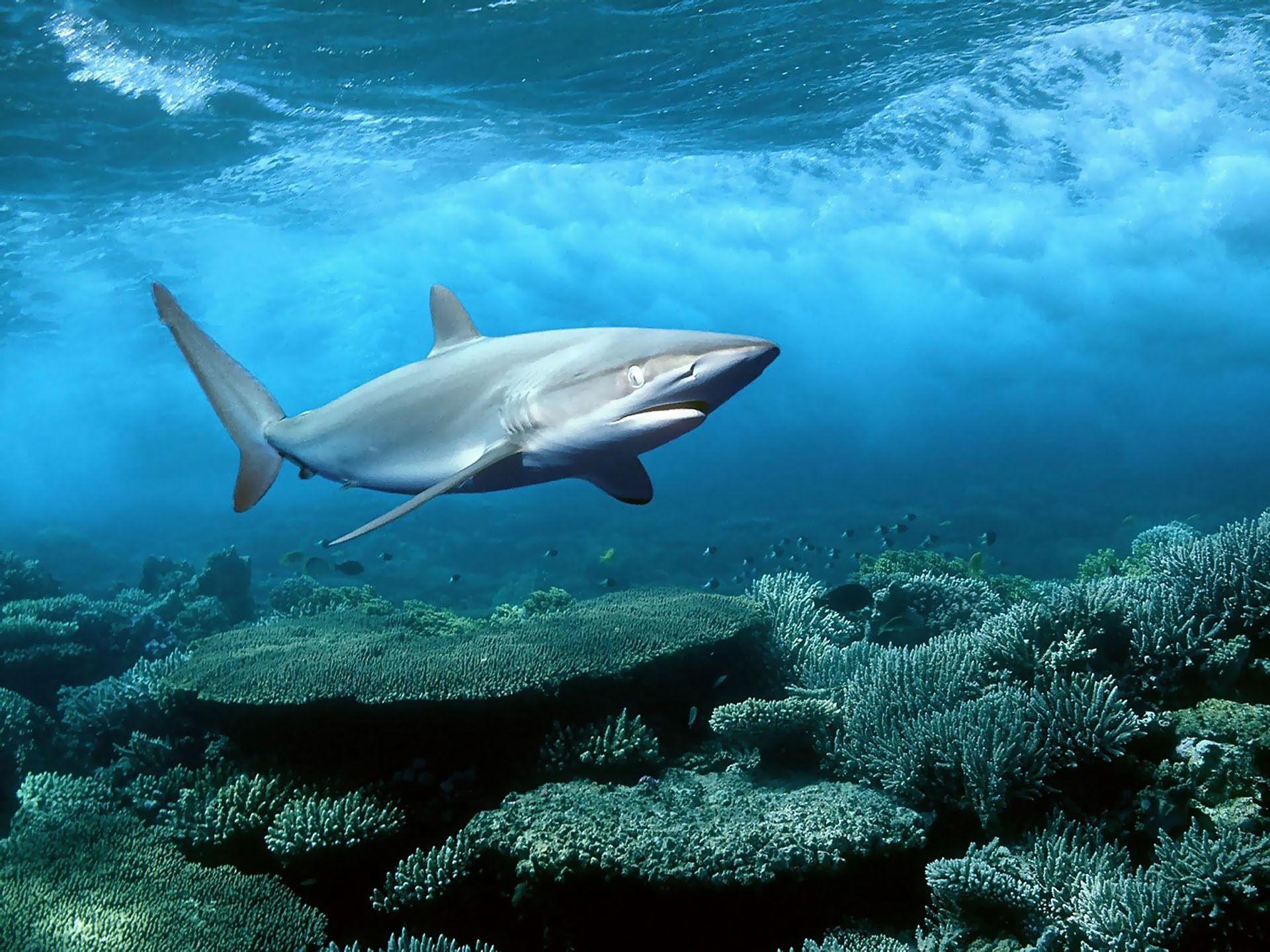 Blue Shark HD Wallpapers