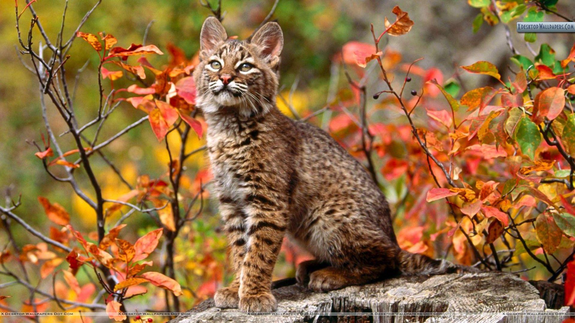 Bobcat Wallpapers, 40 Bobcat HD Wallpapers/Backgrounds, GuoGuiyan