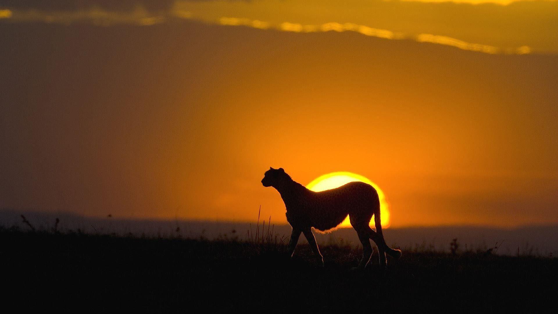 Cheetah At Sunset, Maasai Mara Reserve, Kenya