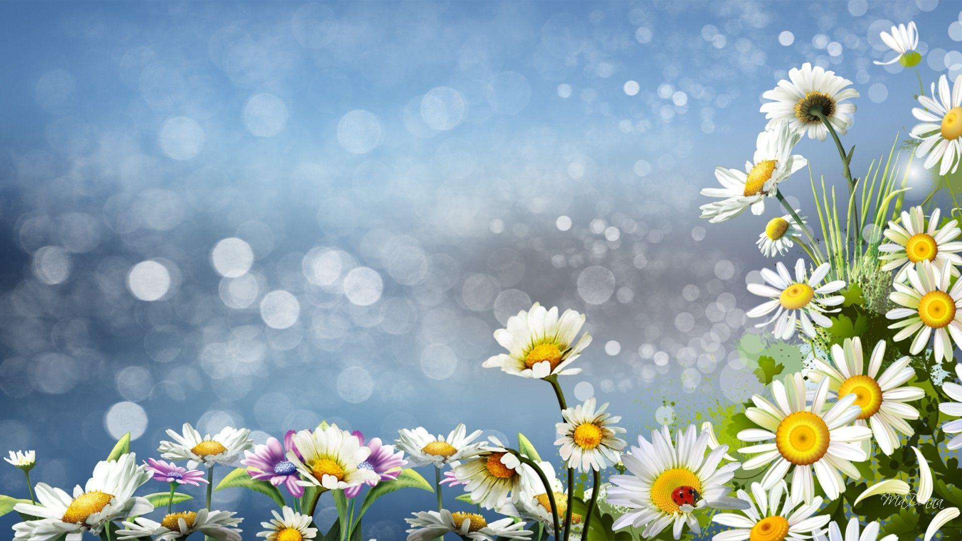 Daisies Surprise Daisy Wild Flowers Nature hd wallpapers #