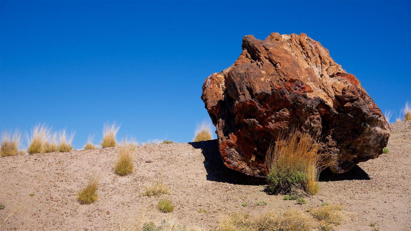 Petrified Forest National Park Pictures: View Photos & Image of