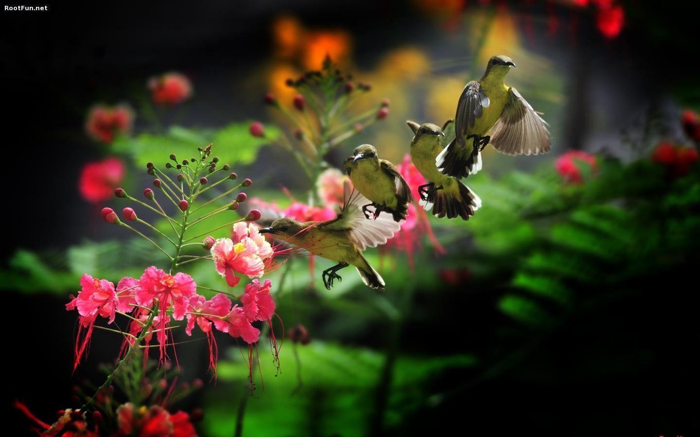 Hummingbird Wallpapers