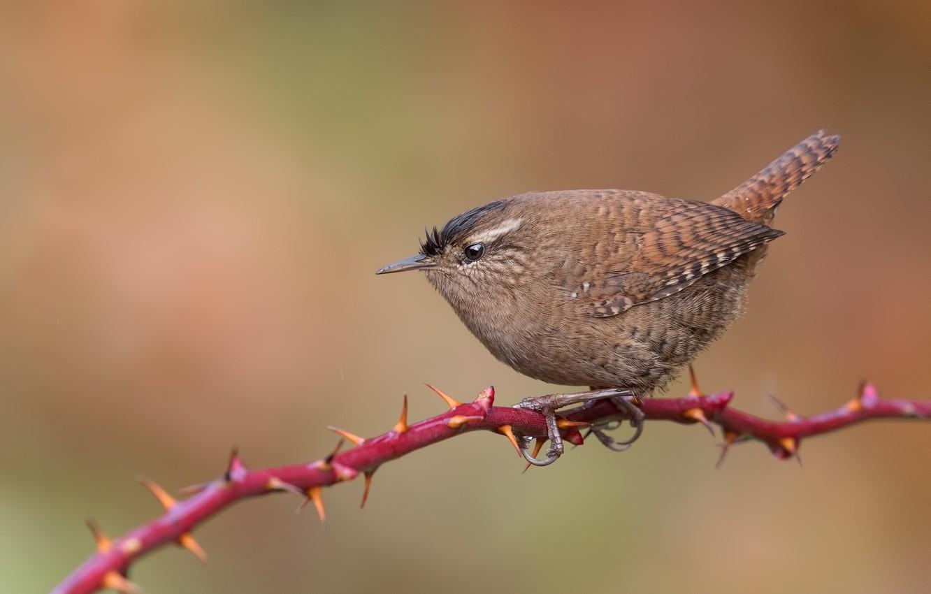 Wallpapers bird, branch, bird, Wren image for desktop