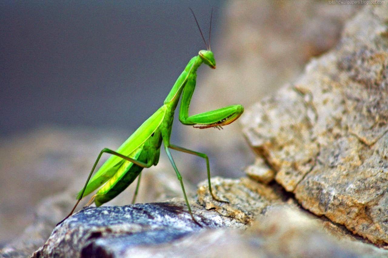 paulbarford heritage the ruth: Praying Mantis Wallpapers