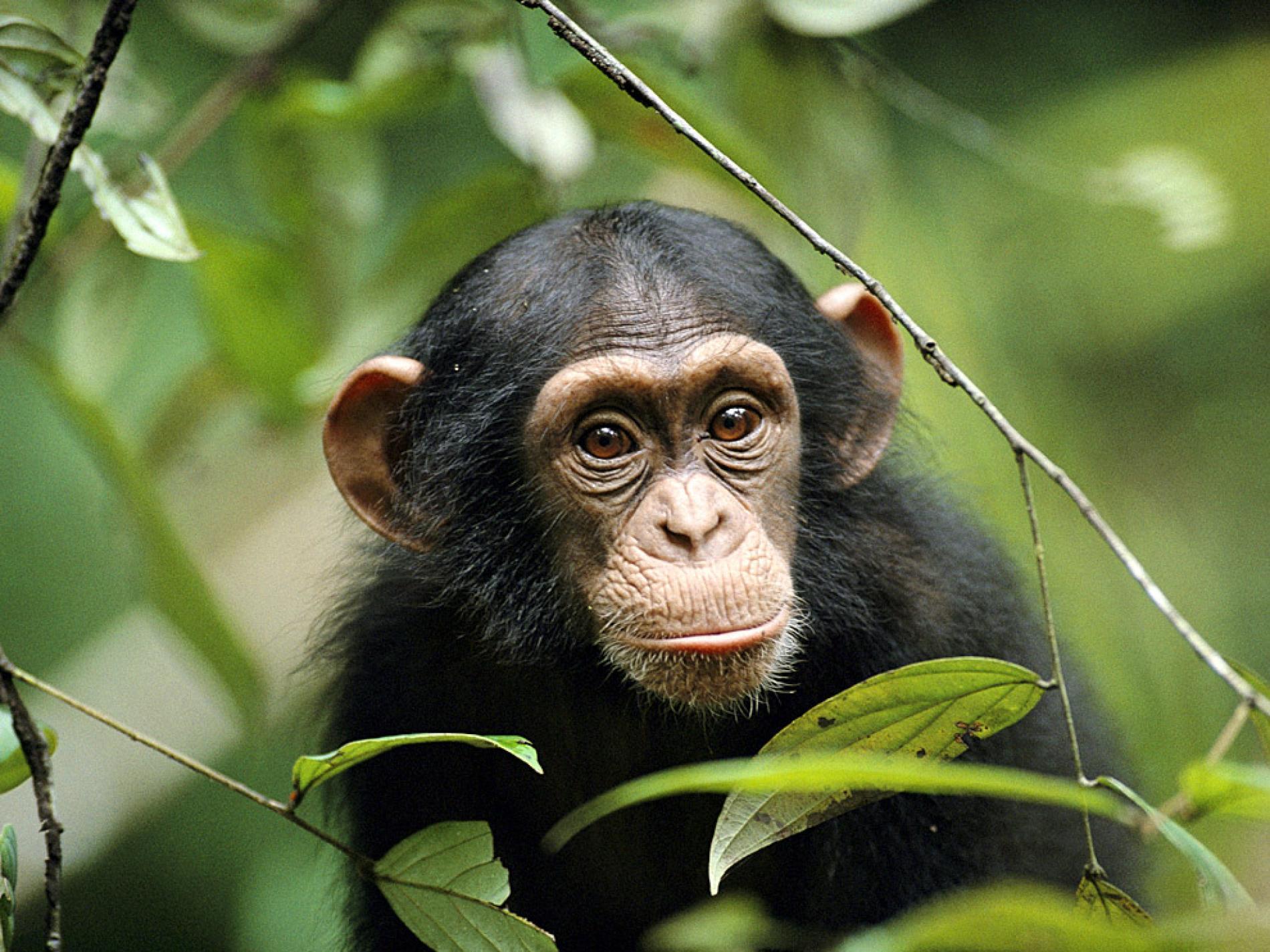 Chimp Pictures