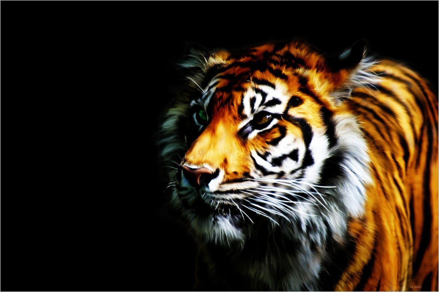 Tiger Wallpapers by Rubenski87