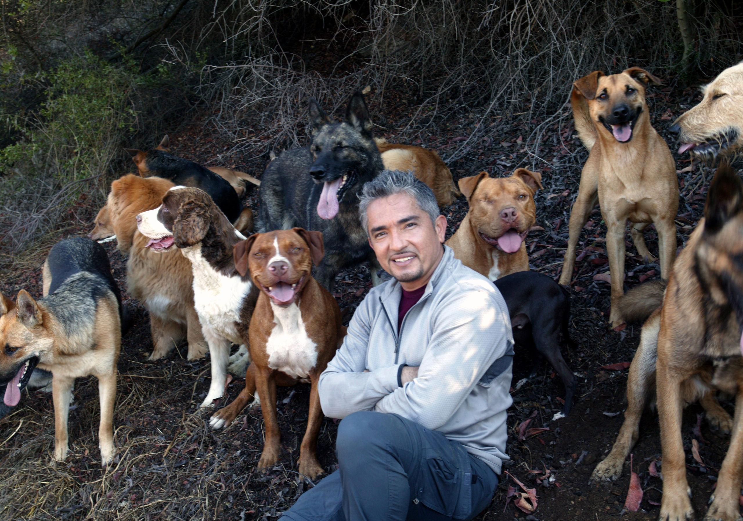 Cesar Millan image Cesar Millan HD wallpapers and backgrounds photos